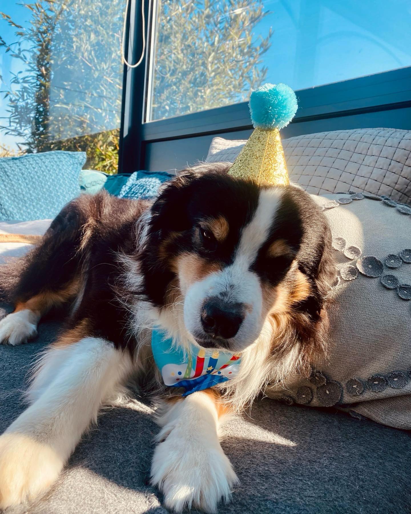 Aujourd’hui,
C’est ton anniversaire mon Nono 🥹
Tu aurais eu 14 ans.
La vie a décidé de t’arracher à moi trop tôt… et je crois que je ne trouverai jamais ça juste. Il y a des absences qui laissent un vide immense, et la tienne en fait partie.
Mais aujourd’hui, je ne veux pas penser seulement à ce qui m’a été enlevé. Je veux penser à tout ce que tu as été. À tout ce que tu m’as donné. À tout ce que nous avons traversé ensemble.
Mon guerrier.
Mon courageux.
Mon Nono.
Tu as traversé tellement de choses avec une force incroyable. Tu as été bien plus qu’un chien. Tu as été un compagnon fidèle, une présence rassurante, un morceau de mon cœur.
Alors aujourd’hui, même si tu n’es plus là, je célèbre le jour où tu es arrivé dans ce monde… et la chance immense que j’ai eue de t’avoir dans ma vie.
J’espère que là-haut tu es en paix, que tu te reposes enfin, et que tu continues de veiller sur moi comme tu l’as toujours fait.
Joyeux anniversaire mon guerrier, ma vie, mon tout 🪽
Je t’aime pour toujours. 🤍