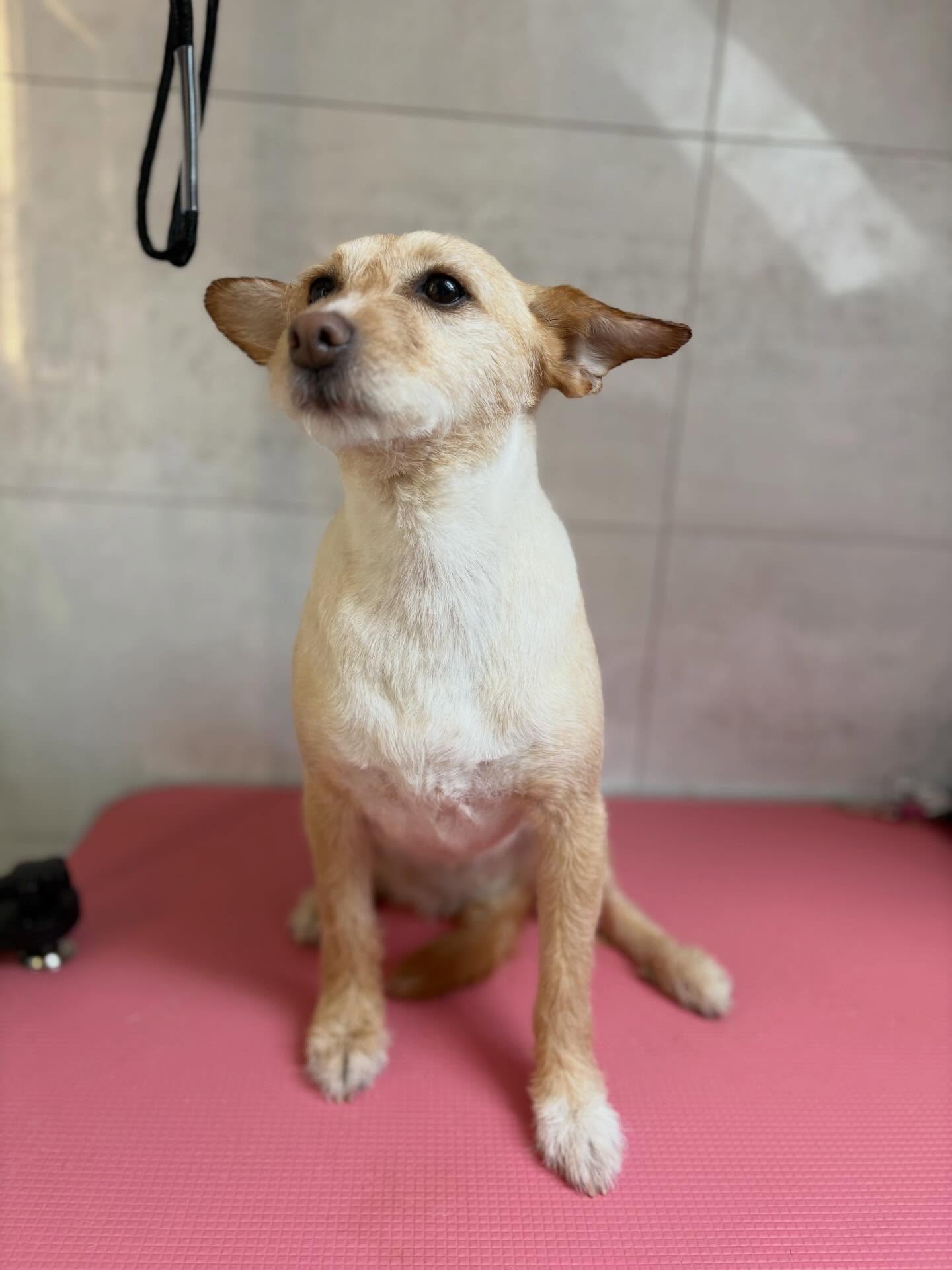 Peanut’s first groom with @missmargatepetservices 🛁 ✂️ 🐶 Welcome to the gang Peanut girl 🧡