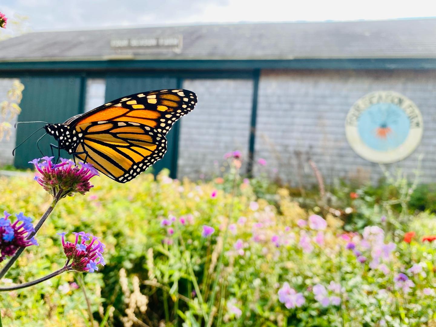 Happy August! Farm stand is open tomorrow Saturday August 6th 10am-12pm.
#farmstand #fourseasonfarmstand #heirlooms #artichokes #newpotatoes #fourseasonfarm