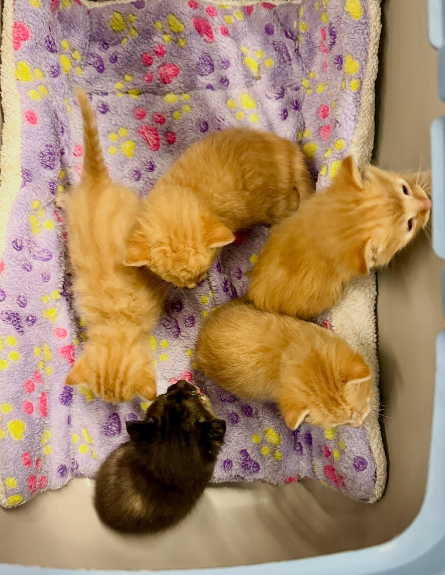 🐾 Kitten Season is Here… and They Keep Coming! 🐾
This week alone, three litters of tiny kittens have arrived at Oreo’s Haven. These little ones are fragile, hungry, and completely dependent on us for care — but they are also full of hope and the promise of brighter futures.
Every kitten that comes through our doors reminds us why this work matters so much. From bottle feedings and sleepless nights to vet visits and warm blankets, these babies need a lot of care in their first weeks of life.
And we could not do it without all of you.
Over the past week we have received so much kindness and support — donations, supplies, messages of encouragement, and shares of our posts. Because of this incredible community, these kittens will have everything they need to grow strong and healthy.
💙 Thank you for standing with Oreo’s Haven.
💙 Thank you for helping us care for the tiniest lives.
💙 Thank you for believing in what we do.
Your support truly makes this lifesaving work possible.
Stay tuned as we introduce each of these sweet babies over the coming weeks — we can’t wait for you to meet them all. 🐾
If anyone would like to help us care for these little ones and the many more expected during kitten season, donations and supplies are always deeply appreciated.
🌐 www.oreoshaven.com
Oreo’s Haven
Saving lives… one purr at a time. 🐾