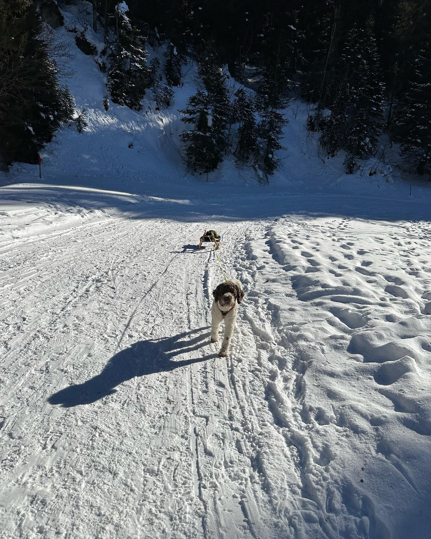 Jamie der Schlittenhund 😄🐶