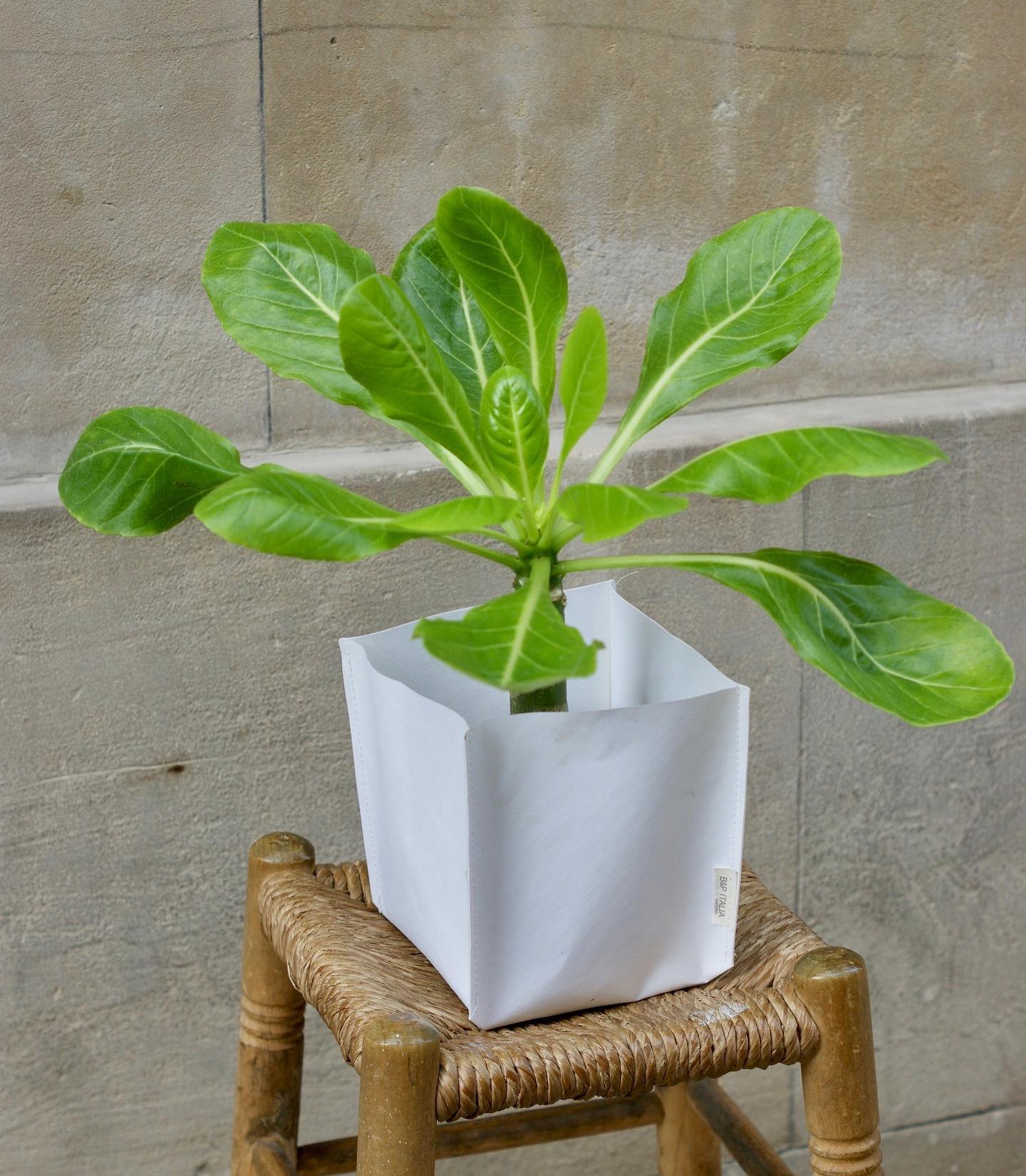 Plantas que podéis encontrar en nuestra tienda de García Castañón 🌱
