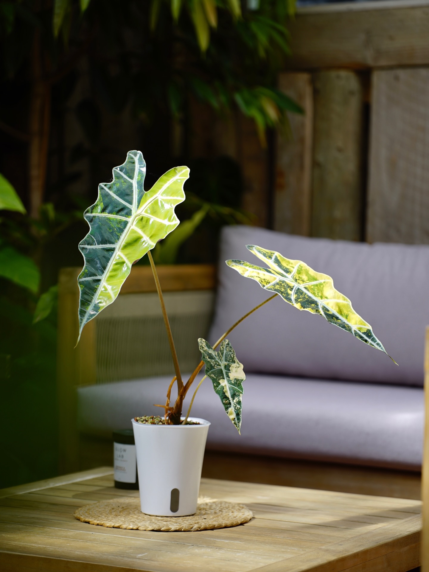 Alocasia ‘Sanderiana Aurea’ - The most dramatic for its stunning yellow variegation and its tantrums.. After transplanting to PON, the semi hydro medium is perfectly balanced with oxygen to its roots and even moisture. Absolute game changer.