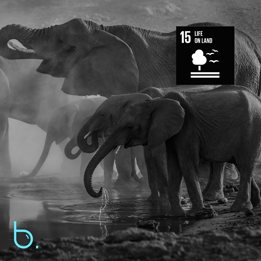 UN SDG 15: LIFE ON LAND
UN SDG 15 aims to protect, restore and promote sustainable use of terrestrial ecosystems, sustainably manage forests, combat desertification and halt and reverse land degradation and halt biodiversity loss.
What can you do?
- Discover the wonders of the natural world
- Protect native plants and animals
- Never buy products made from endangered wildlife
- Support companies that protect and restore nature
- Speak up for threatened forests and natural places
These are the TWELVE targets to create action to PROTECT AND RESTORE LIFE ON LAND.
15.1. CONSERVE AND RESTORE TERRESTRIAL AND FRESHWATER ECOSYSTEMS
15.2. END DEFORESTATION AND RESTORE DEGRADED FORESTS
15.3. END DESERTIFICATION AND RESTORE DEGRADED LAND
15.4. ENSURE CONSERVATION OF MOUNTAIN ECOSYSTEMS
15.5. PROTECT BIODIVERSITY AND NATURAL HABITATS
15.6. PROMOTE ACCESS TO GENETIC RESOURCES AND FAIR SHARING OF THE BENEFITS
15.7. ELIMINATE POACHING AND TRAFFICKING OF PROTECTED SPECIES
15.8. PREVENT INVASIVE ALIEN SPECIES ON LAND AND IN WATER ECOSYSTEMS
15.9. INTEGRATE ECOSYSTEM AND BIODIVERSITY IN GOVERNMENTAL PLANNING
15.A. INCREASE FINANCIAL RESOURCES TO CONSERVE AND SUSTAINABLY USE ECOSYSTEM AND BIODIVERSITY
15.B. FINANCE AND INCENTIVIZE SUSTAINABLE FOREST MANAGEMENT
15.C. COMBAT GLOBAL POACHING AND TRAFFICKING
SOURCE: https://www.globalgoals.org/
To learn more about UNSDG14 and the indicators for targets check out the source page or:
https://sdgs.un.org/goals
#socialimpact #unsdgs #sustainabledevelopment #sustainabledevelopmentgoals #sdgs2030
#socialgood #unitednations
#unsdg15 #lifeonland #sdg15 #sdg15lifeonland #restore #reverselanddegradation #haltbiodiversityloss #deforestation #deforestationawareness #restorenature #extinction