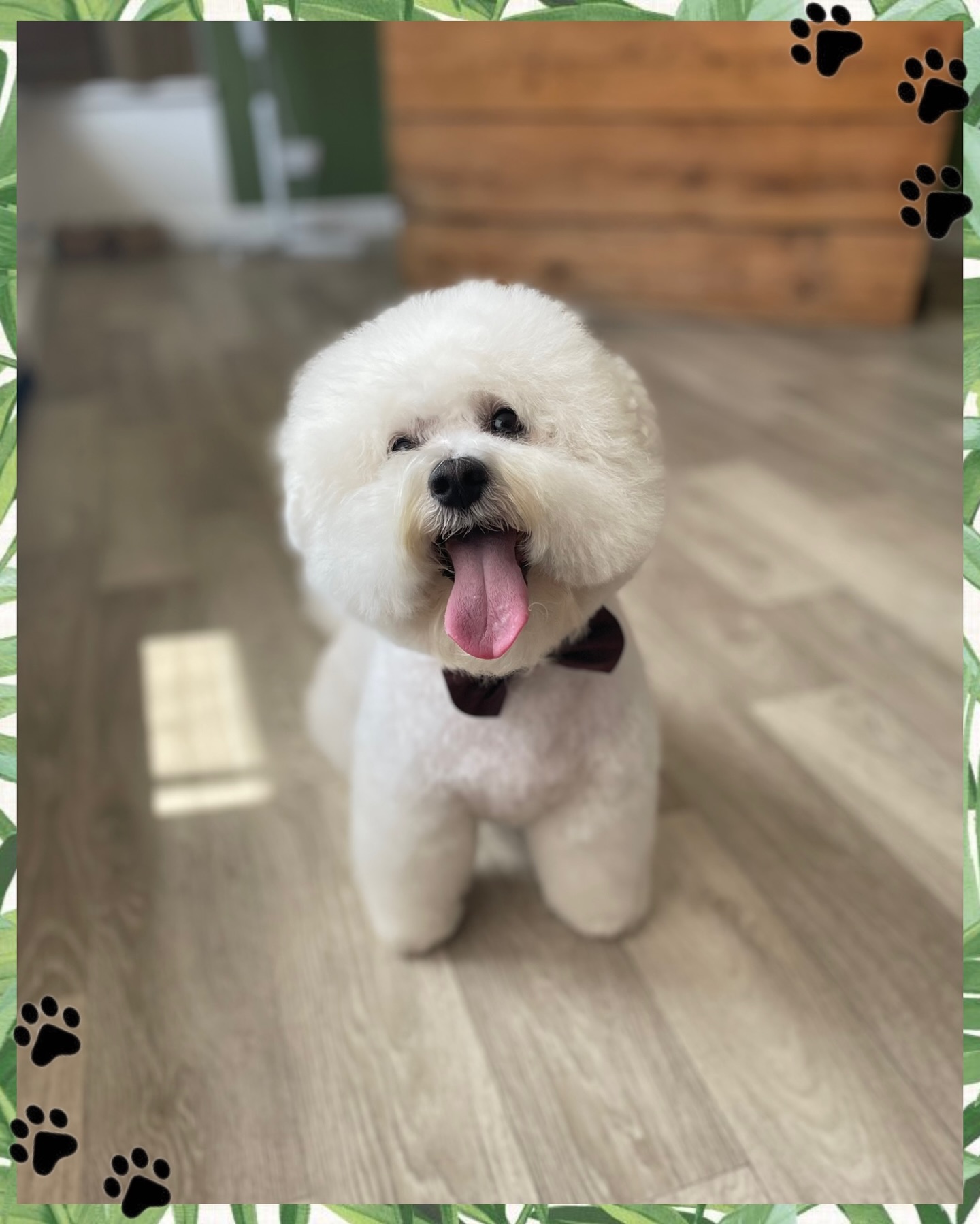 Happy International Women’s Day to all the fabulous females — especially our four-legged ladies! 🐾💖
Today we’re celebrating all the wonderful girl dogs who strut into Knine Dog Studio with confidence, sass, sweetness and style. From the shy little princesses to the bold boss ladies, every one of you brings something special to our grooming table.
To all the good girls out there — you make our days brighter, our studio happier, and our hearts fuller. ✨
Here’s to strong, sweet, and seriously stylish pups everywhere. 💅🐶
#InternationalWomensDay #GoodGirlsClub #KnineDogStudio #DogGroomingLove #pamperedpups