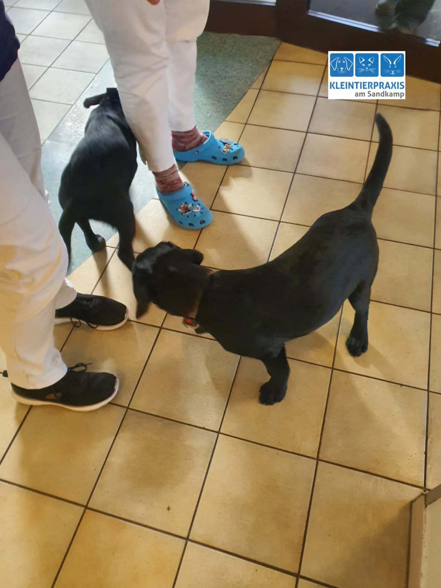 Beim Tierarzt gibt es nicht nur Spritzen 🩺💉 Man kann auch einen herrlichen Spaß haben, wie die kleine Foke und Mac Dubh hier zeigen. Die beiden jungen Hunde🦮🐕🦺 haben im Wartebereich der Praxis gespielt und sich wunderbar verstanden.
#Tierarzt
#tierztpraxis
#Oldenburg
#Hunde
#hundeliebe