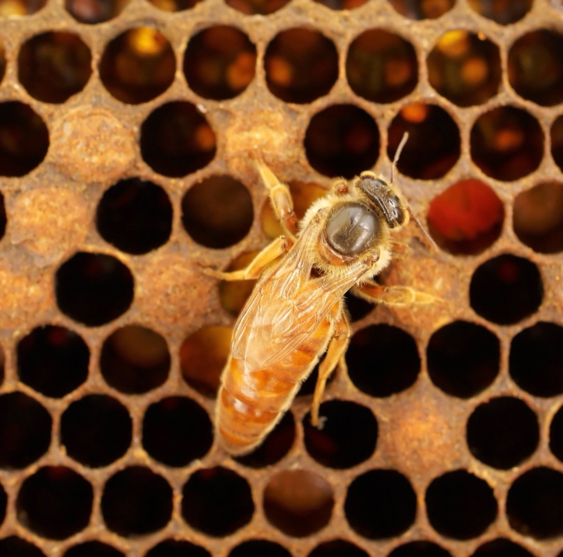 Qu’elles portent des ailes ou non, les reines font tourner le monde ! 👑🐝
En cette Journée Internationale des Droits des Femmes, hommage à celles qui bâtissent, protègent, inspirent et font rayonner le monde 💛
#femmes #girlpower#reineabeille #journeeinternationaledesdroitsdesfemmes