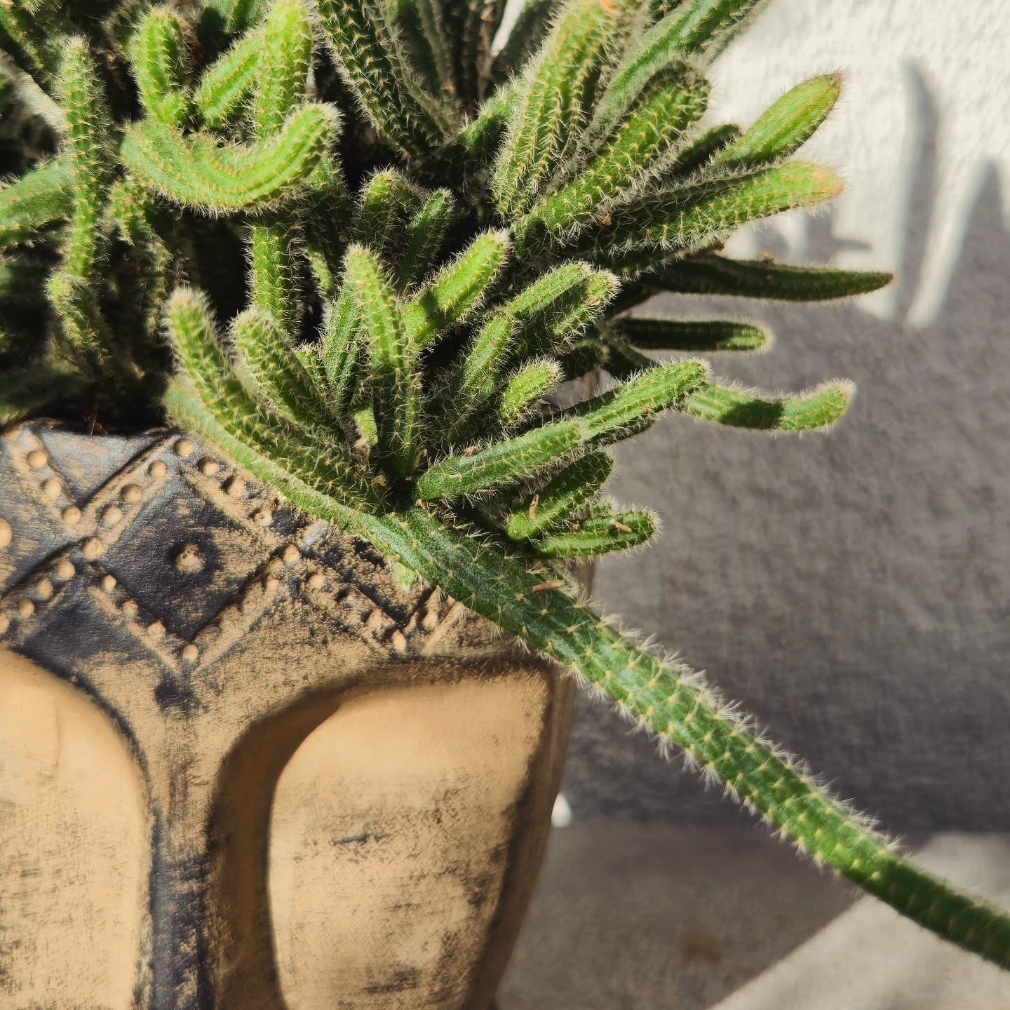 🌿 Nieuw: Moya wa Afrika 🌿
Laat een vleugje Afrikaanse sfeer je interieur binnenwaaien met Moya wa Afrika, een unieke maskerpot die meteen de aandacht trekt. De naam betekent “Spirit of Africa” en dat voel je meteen in de warme, karaktervolle uitstraling van deze bijzondere pot.
De pot is gevuld met een mooie combinatie van succulents en rhipsalis. Deze sterke, onderhoudsvriendelijke planten zorgen voor fris groen in huis zonder dat je er veel werk aan hebt. Perfect om je interieur of terras een zomerse en speelse touch te geven.
- Unieke pot in Afrikaanse masker-stijl
- Gevuld met sterke en onderhoudsvriendelijke planten
- Een echte eyecatcher voor elke ruimte
○ Prijs: €15,95
○ Te koop bij Boekhandel ’t Oneindig Verhaal
🛒 Of online via www.mouks.be
Breng een beetje Moya wa Afrika – de spirit van Afrika – in huis. 🌿