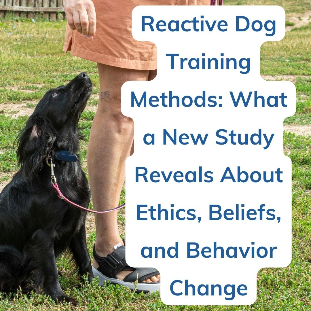 When people discuss dog training, the conversation typically centers on methods and strategies.
But what is sometimes overlooked is: whatâs ethical?
A growing body of research suggests the training methods you choose are closely connected to your deeper beliefs about animals and how much agency, emotional experience, and moral consideration they deserve.
For those of us working with reactive dogs, this question matters even more.
Reactive behavior is usually rooted in fear, stress, or overwhelmânot defiance. When you approach these dogs with punishment or force, you suppress distress signals instead of addressing the underlying emotions, which usually makes the reactive behavior worse!
In my new blog post, I explore:
⢠What recent research reveals about training ethics
⢠Why humane methods matter so much for reactive dogs
⢠How the future of dog training is shifting toward compassion, collaboration, and emotional safety
The goal of dog training shouldnât be control; it should be understanding, trust, and helping dogs feel safe.
If you care about the future of humane dog training, I think youâll find this conversation interesting.
Read the article at the link in my bio