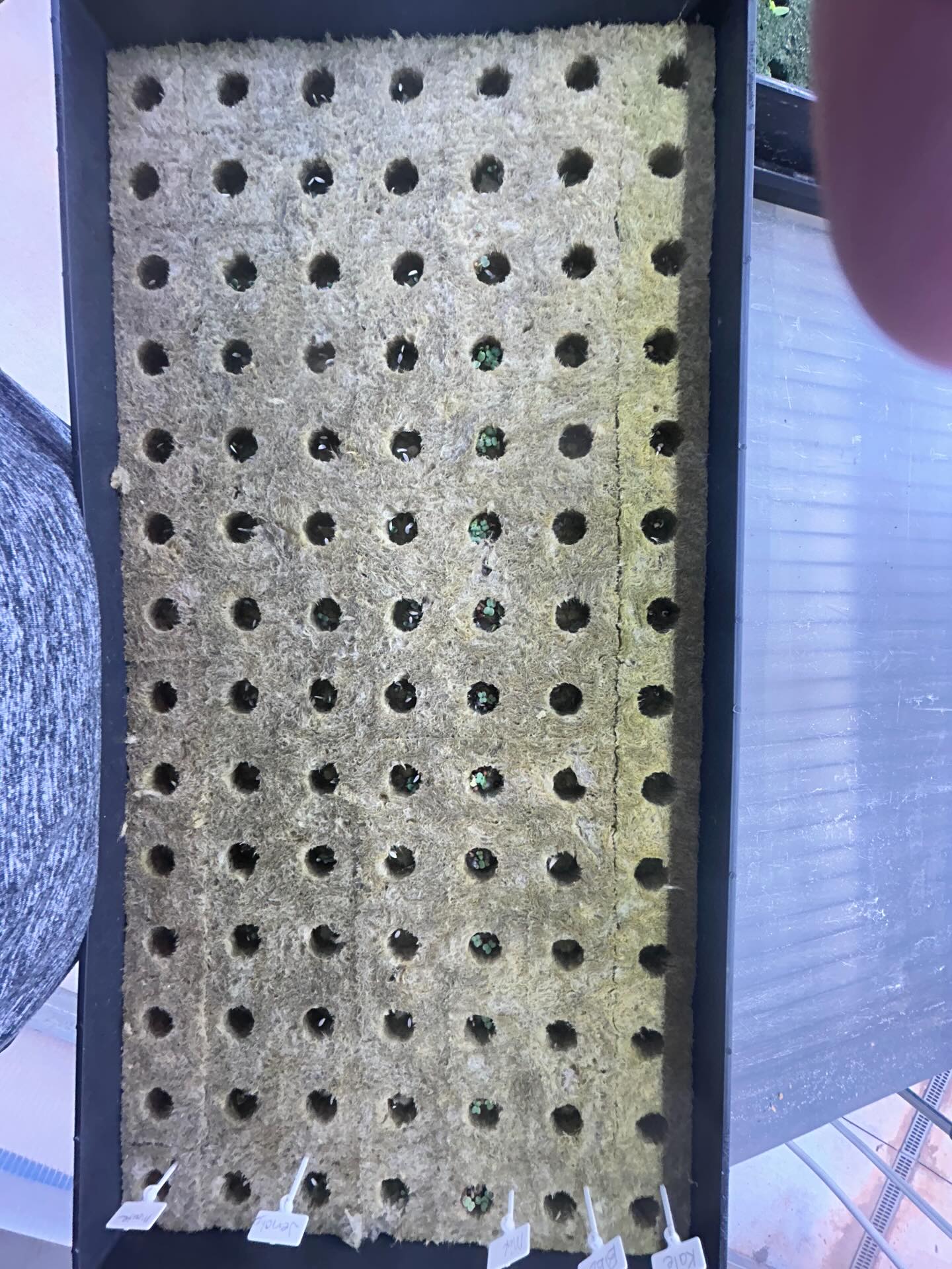 Let’s grow!! Looks like we will harvest in a week!!!
🥬🥬🥬😎 #aeroponics #cleaneating #foodismedicine #towergardenofficial