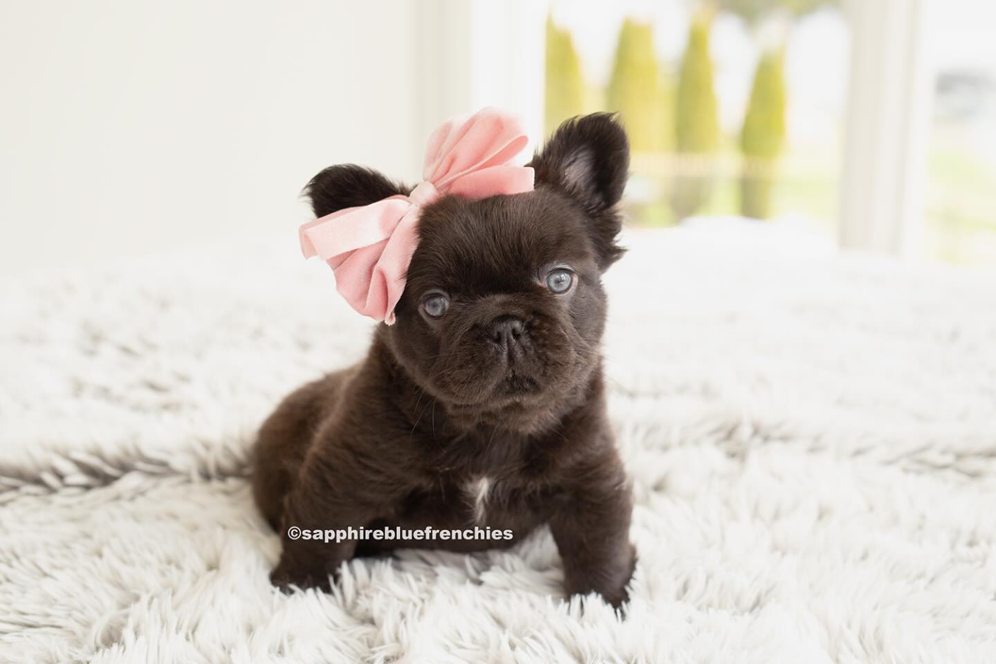 This level of cuteness should be illegal! She doesn’t even look real! My little dark chocolate teddy bear! 🧸 😍
⬇️⬇️⬇️⬇️⬇️⬇️⬇️⬇️⬇️⬇️
https://www.sapphirebluefrenchies.com/puppies
.
.
.
#frenchiepuppy #frenchie #frenchbulldog #sapphirebluefrenchies