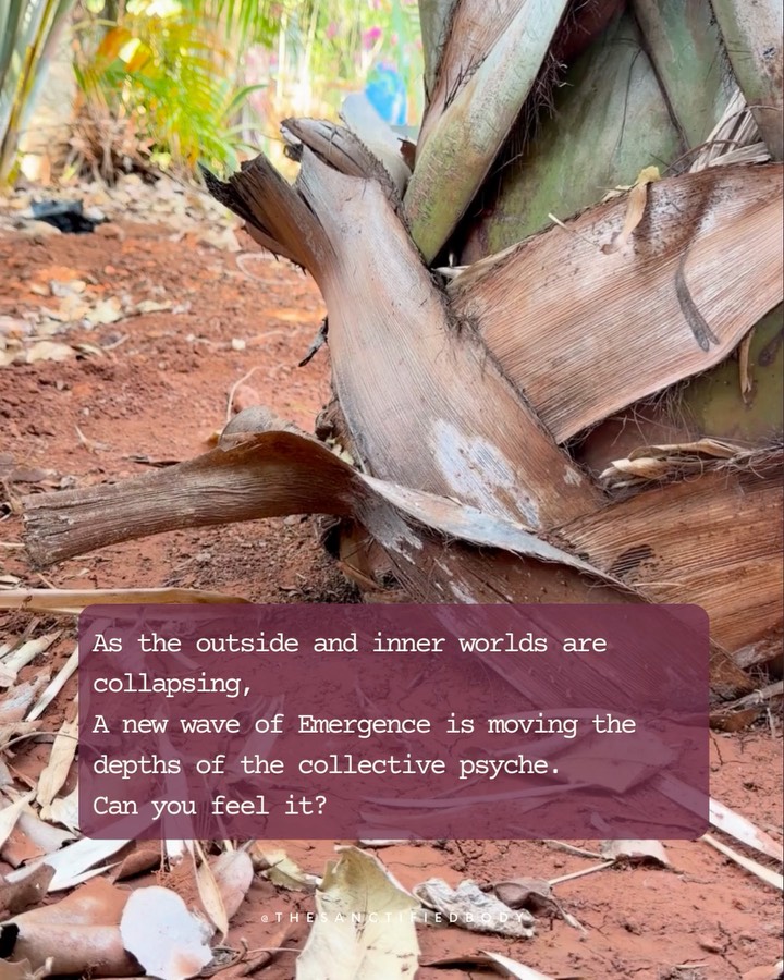 As the outside and inner worlds are collapsing,
A new wave of Emergence is moving the depths of the collective psyche.
Can you feel it?
An Emergence still undefined
No words can contain
And yet arising slowly and steadily from the Chthonic realm.
A new Yang weaved intimately in the Fertile Darkness
Arising from her Wisdom vibrating the eternal cycle of
Life and Death.
A new erection emerging from the Depths
Death can only know.
All attempts to know this new Emergence with words will fail.
Deep bows of Reverence are the way.
No way to be,
Nothing to do.
Leaning into the Primordial nourishment of the Earth
Is the only way now…
Held and Falling
The union of the opposites
Moving into waves the matter of the Bodies
For the rewiring of your cells
Into the new frequency of this Emergence.
#femininewisdom #consciousnessshift #somatichealing #wombwisdom #medicinewoman