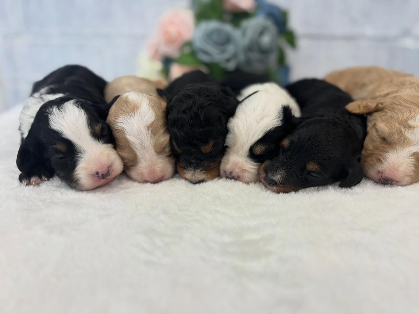 ….And the girls are just as adorable 🥰 #minibernedoodles #girls #newlitter #florida #lovemybernedoodle
