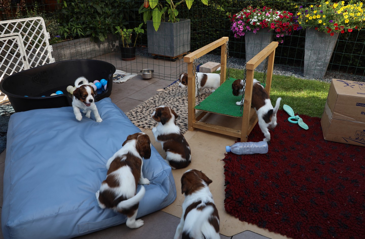 Spelen, bijten, klimmen en rennen. Als we niet slapen hebben we een druk programma! #kooiker #kooikerhondje #kooikersofinstagram #puppies