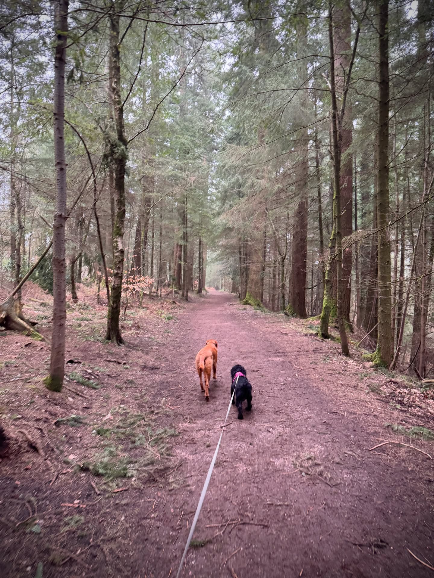 The gorgeous Meg joined Monty for his walk today. Had a lovely stroll around the forest 🌳