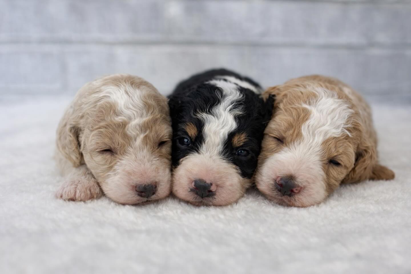 These little guys are so adorable! 🥰 #bernedoodles #minibernedoodles #2weeksold💙 #northflorida #doodlepuppies
