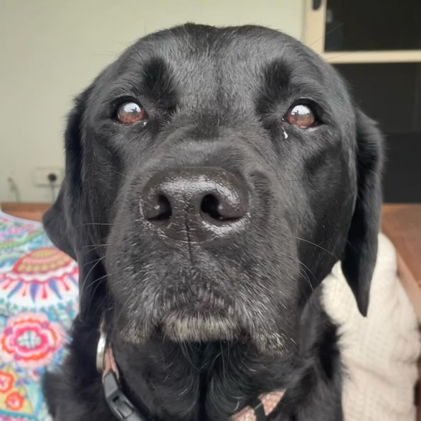 Our beautiful little girl KD is 9 today. Still as cute as ever 🖤