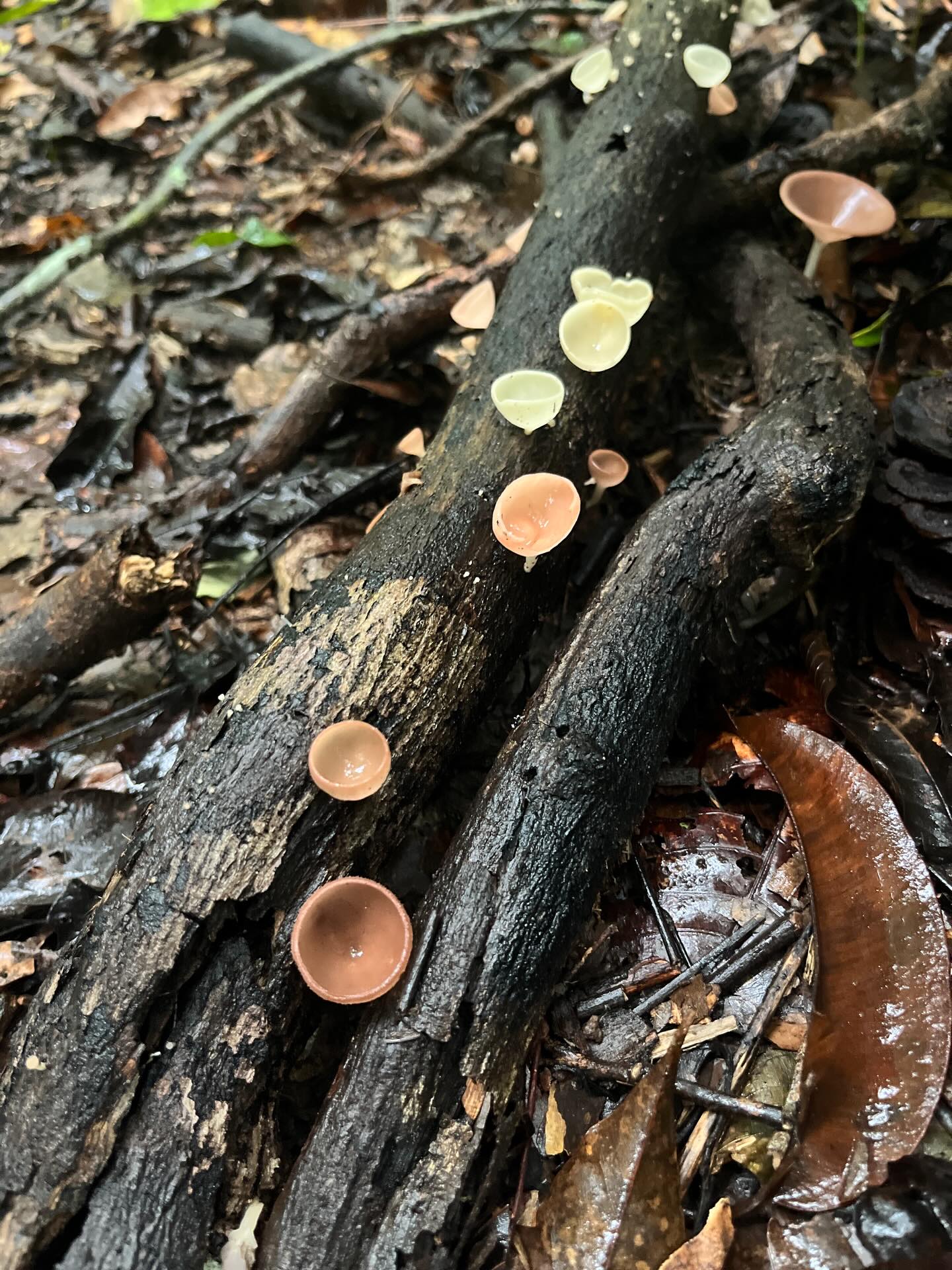 Fungal favourites so far! ๐ ๐โ๐ซ @losamigosbiologicalstation #peru #rainforest