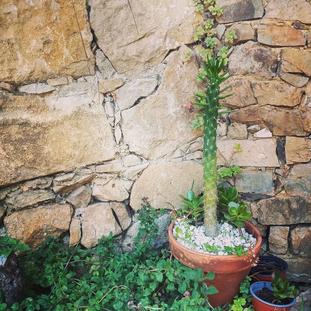 More beautification happening thanks to @dimiranda_art
O espaço cada vez mais lindo graças ao @dimiranda_art