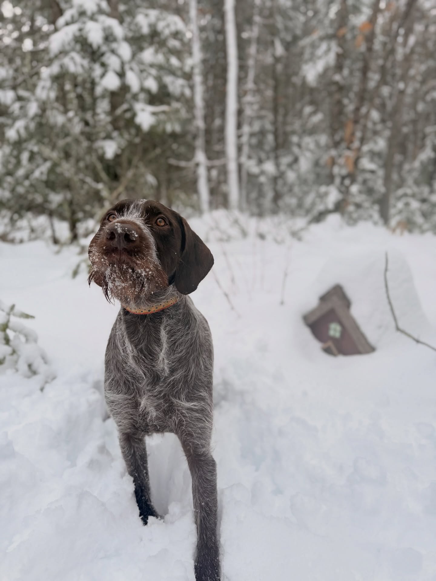Dogs of ACT 🐾Meet Beau!💚
Hi, I’m Beau! I’m a 6 year old GWP who loves to run on the trails, hunt for grouse, and play with my little brother Cosmo! I balance my adventures with being the best cuddler and couch potato. My best friends are all pugs and frenchies - I’m a gentle giant, what can I say? I’m so happy I live in a place where I can be off leash on the trails every day - rain, snow, or shine catch me out there with Cosmo searching for sticks, swimming, and making my parents laugh!
Want your dog featured next? Send us a DM with your fave pics and little bit about your pup, and make sure to use #dogsofACT when you’re out on the trails with your furry friends!
#mainelandtrust #arundelmaine #kennebunkportmaine #kennebunk