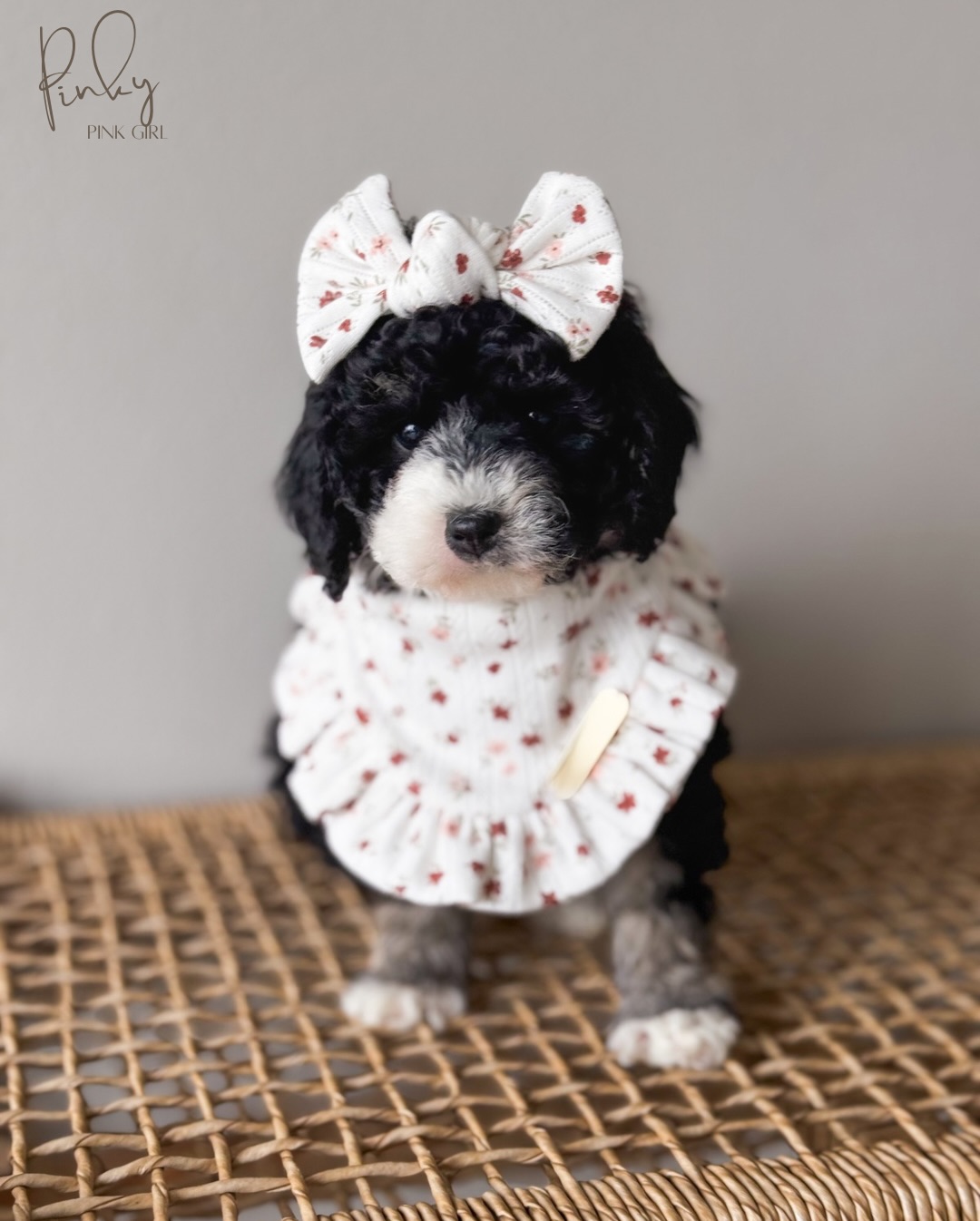 Selection day is doneโฆ but not every tiny heart has been chosen yet. ๐ค
Selection for our โHandfulโ litter of Tiny Bernedoodles officially wrapped today, and a few sweet souls are still waiting for their forever families.
I poured my heart into writing about their individual personalities on the website. Go see which one feels like yours. ๐ถโจ