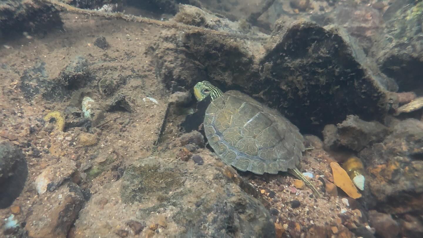 Some snorkeling pictures!