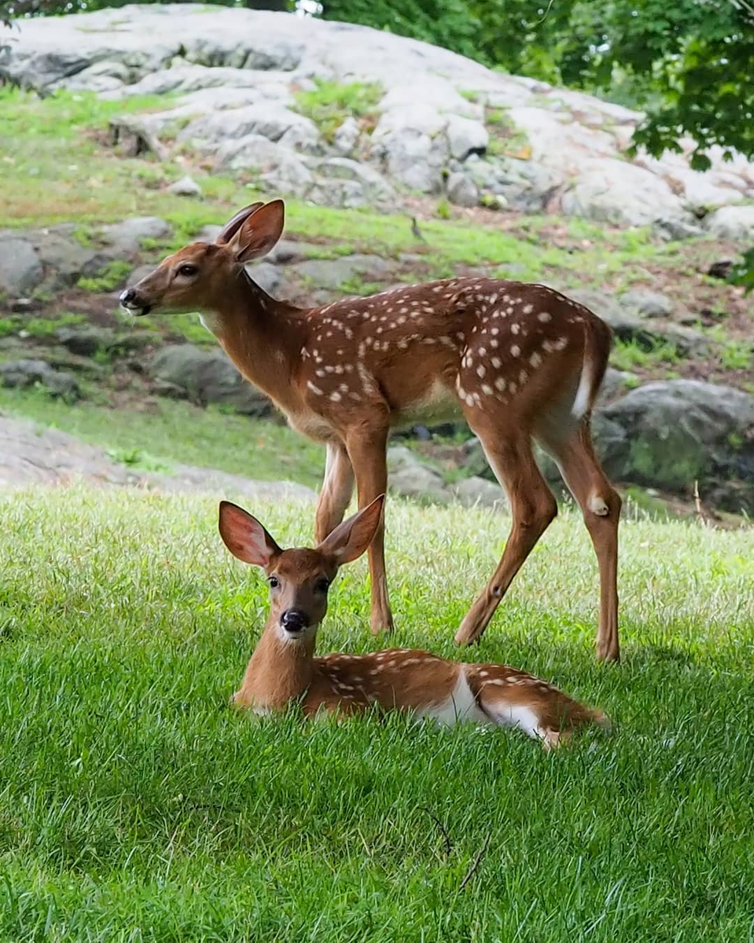 I'm quite fawn'd of you, my deer.
.
Yesterday's adventure
.
.
.
.
#Deer #Wildlife #untermyergardens #Nature