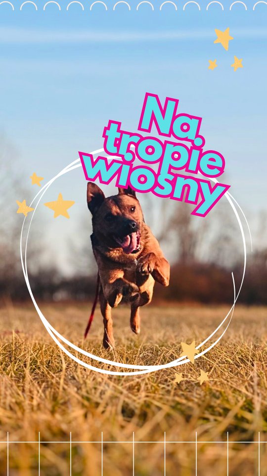 A dzisiaj bez specjalnych opisów.
Cieszymy się słońcem i wiosną. Chodzimy na spacery. Taplamy się w błocie. Bawimy na podwórku i placu. Trenujemy.
Miło spędzamy czas 🐶
#merdumerdu #wiosna #powrótdożycia
