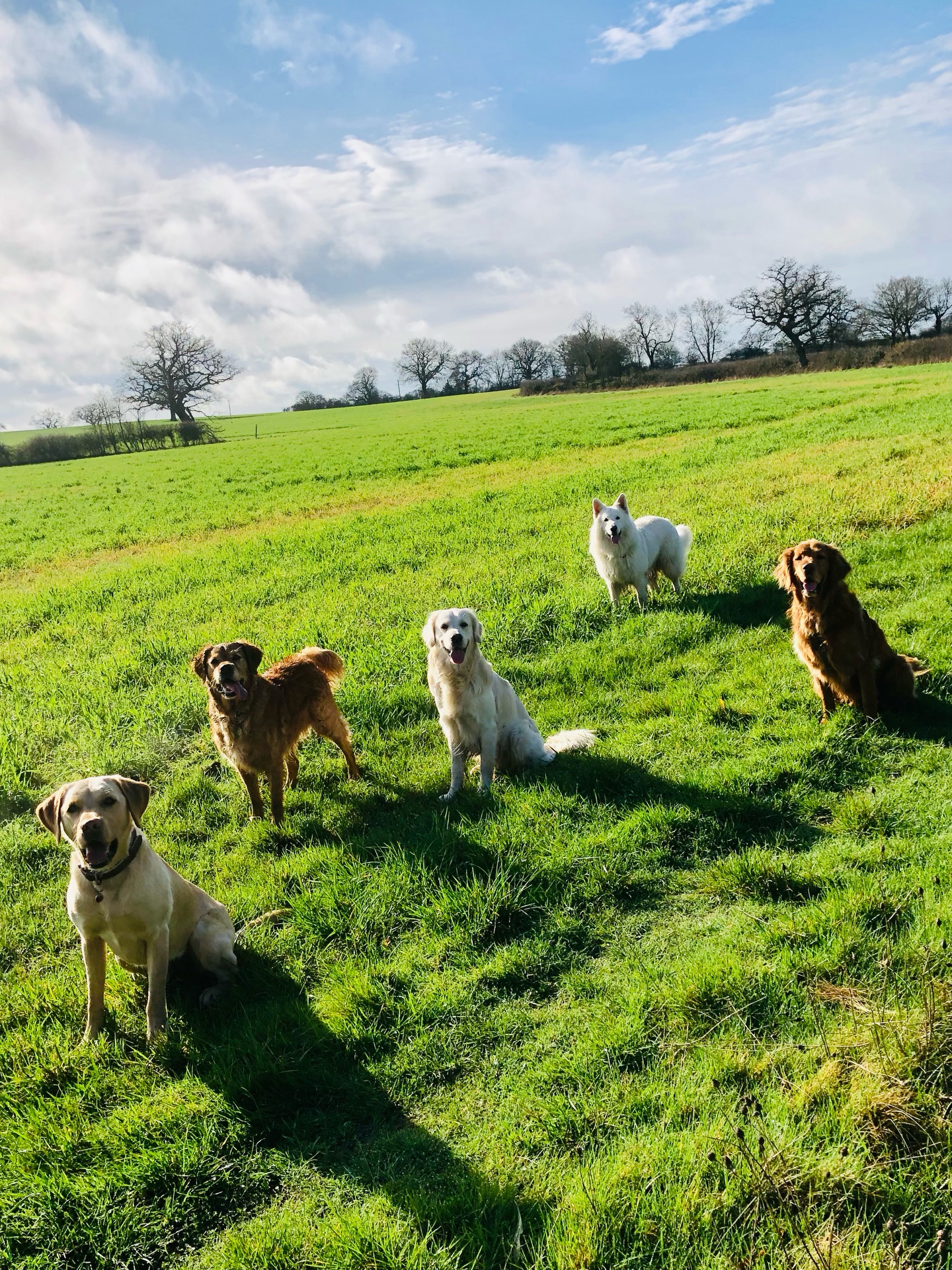 ❤️❤️❤️❤️❤️
If your dog would like to have a walk with us then contact us at www.ardendogwalking.co.uk and check out our half-day experience.
#ullenhall #tanworthinarden #hockleyheath #henleyinarden #dog