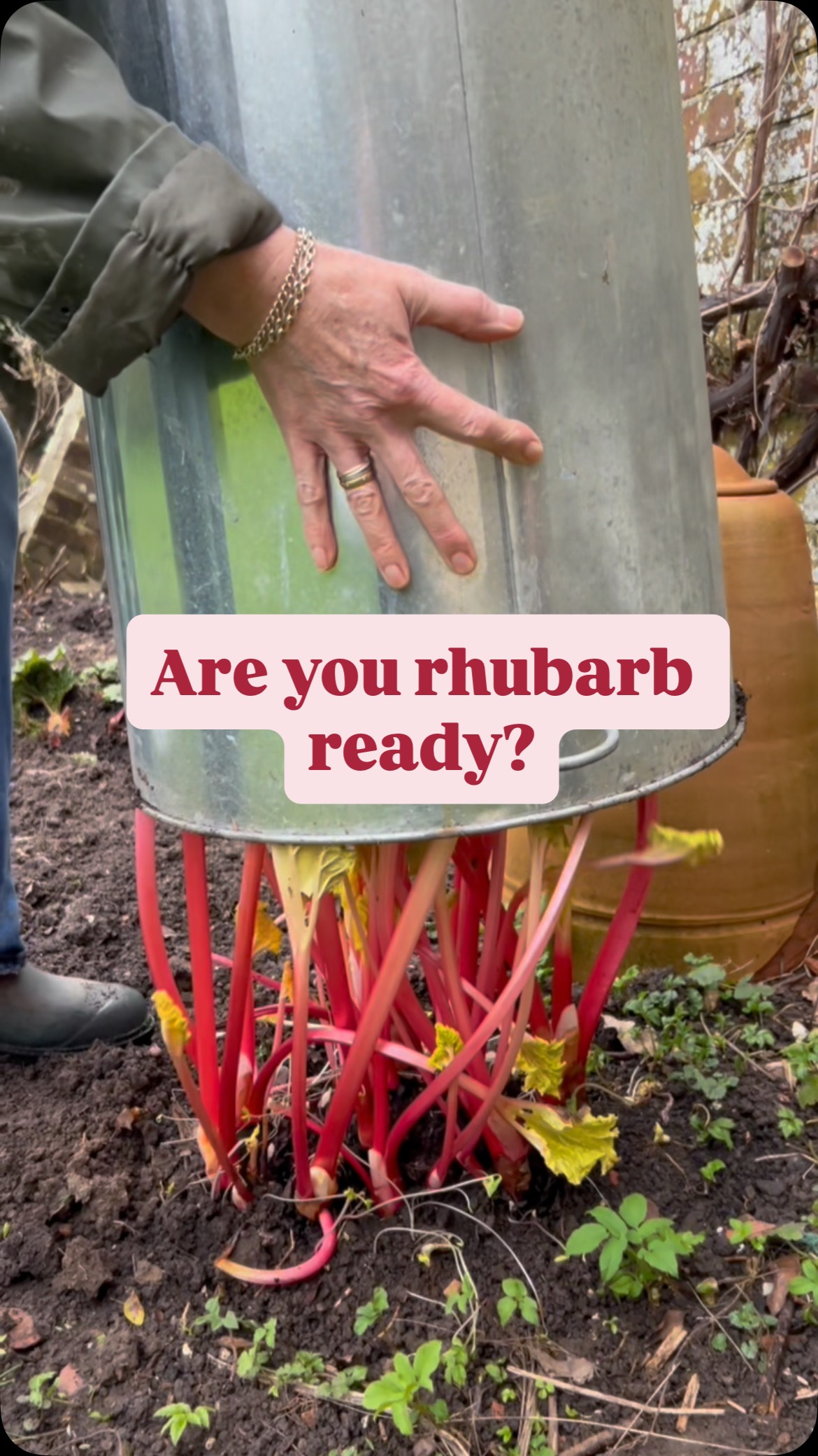 Ready or not for rhubarb spam? I think it’s safe to say it’s cooked 🩷
Pulling the stems not cutting them will help produce many more, simply pull and twist. I made rhubarb muffins, if you would like the recipe please write muffins in comments below ⬇️ #rhubarb #gardenlife #forcedrhubarb #grow #gardening