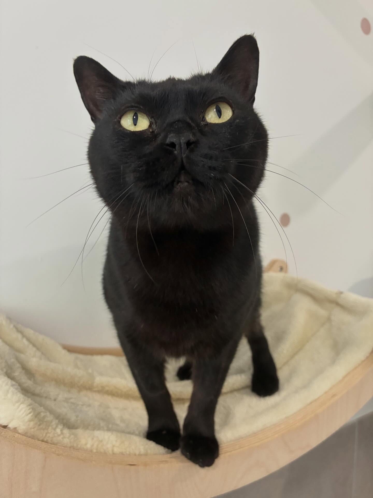 Cette semaine à l’hôtel, la majorité de nos pensionnaires étaient des chats noirs (ou noirs et blancs) ça fait plaisir à voir 🐈⬛✨
Parce que oui, même en 2026, les chats noirs souffrent encore d’une image parfois négative.
Résultat : leur taux d’adoption tourne autour de 10 % contre environ 18 % pour les chats d’autres couleurs et ils restent en moyenne une dizaine de jours de plus en refuge 😱🤯
C’est complètement fou et les propriétaires de chats noirs vous le diront, ce sont de véritables perles d’amour❤️
Alors on veut voir vos petites merveilles !
Partagez en commentaire vos plus belles photos de vos moustachus noirs 🤩🐾