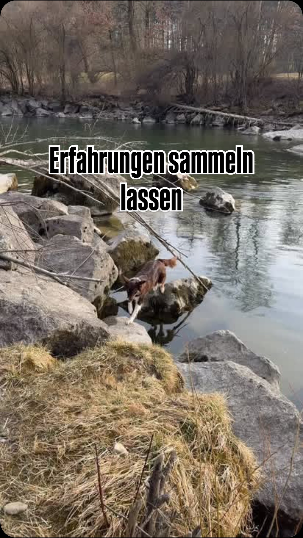 Einfach mal ausprobieren lassen.
Hunde dürfen auch mal selbst nachdenken und auf Lösungen kommen, als Mensch darf man sich auch mal zurück nehmen und zusehen.
Fina möchte unbedingt ins Wasser, also darf sie einen Weg finden wie sie rein kommt, damit sie im Idealfall auch selbstständig wieder hinaus kommt. So kann sie selbstwirksam entscheiden ob rein oder raus.
Ich möchte nicht, dass sie kopflos ins Wasser springt, obwohl sie gar nicht alleine raus kommen könnte. Gleichzeitig bin ich da sollte etwas sein.
Wenn sie selbstständig keinen Weg hinein findet wird nicht geschwommen, wenn ich entscheide, das ist zu gefährlich kann ich sie wegrufen.
#selbstwirksamkeitfördern
#schwimmsaison