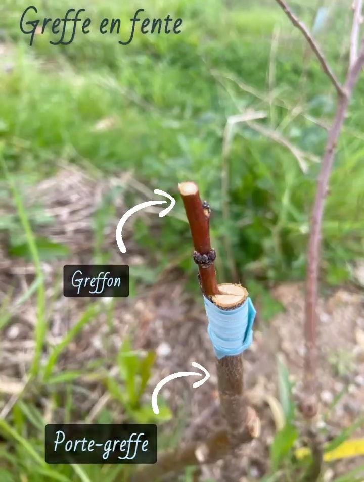 Aujourd’hui greffe d’abricotiers sur 3 types de porte-greffe: prunier myrobolan, pêcher montclar et franc d’abricotier (semis)…🌱