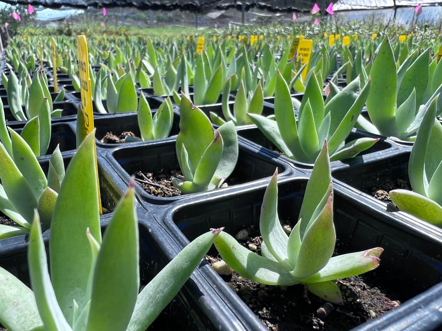 🌼 Native Plants are Growing… and So Are We!
Moosa Creek Nursery is hiring!
We’re looking for passionate people to join our team in the following roles:
🌿 Sales
🌿 Online Sales / E-commerce
🌿 Retail
🌿 Administrative
🌿 Production
🌿 Propagation
🌿 Marketing & Social Media
🌿 Field Work
Part-time & full-time positions available.
If you love plants and want to work with California natives every day, we’d love to hear from you.
📩 Send your resume to careers@moosacreek.com