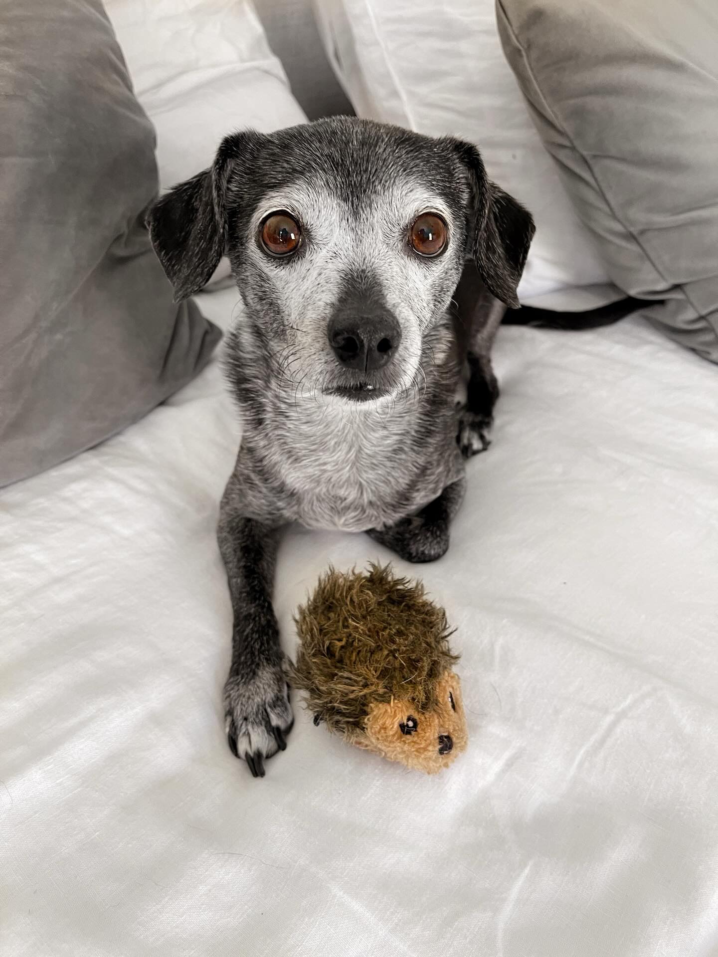 New headshot. 🐶🦔