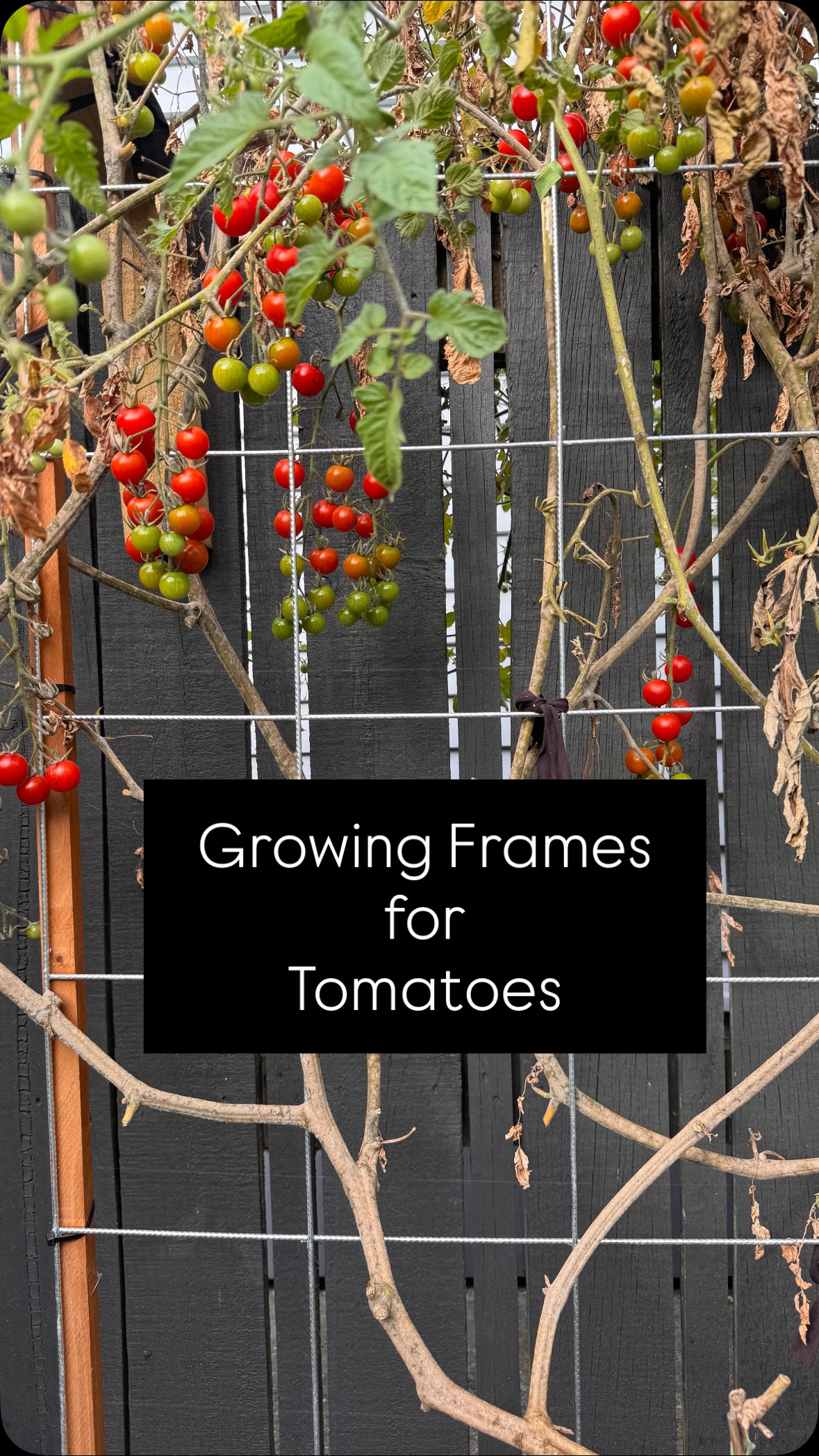 If your tomatoes sucked this season, try this vegetable gardening hack next year: install a growing frame 🍅
These are perfect for small cocktail tomatoes in open ground beds, raised planters or even planted along a fence.
🍅 I used just five strings per frame to guide the plants up, started by gently fanning them out like an espalier, then honestly… just let them do their thing as they grew.
No constant pruning, no obsessing over every side shoot or lateral. I removed a few early on, but mostly let them weave themselves through the growing frame. I got really strong plants, heaps of snack-size tomatoes, and basically zero maintenance.
They’re still producing now, even in March (yes they look scrappy)
Even better, the frames won’t sit empty. Peas are going in next. Same growing frame for year-round harvest.
Feed with: @tuigardenandhome
Raised planters: @wickingbedsnz
Tomatoes: sweet 100 & repunzel
Growing frame: from a box store that shall remain nameless. It’s the other one that’s not mitre10 but I try not to shop there…l because let’s support NZ (but I know il asked a million times where they are from).