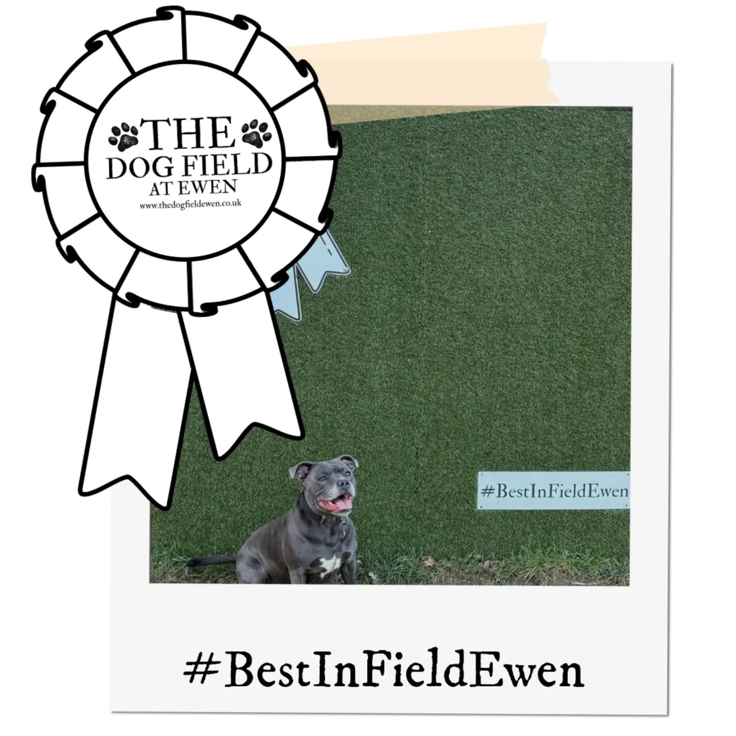 Congratulations to @finn_the_blue for being our February #bestinfieldewen winner! 🏆🏆
The points are on their way to you account ready for a free walk at @the.dog.field.at.ewen 🎾
#winner #dogfield #dogsofinstagram