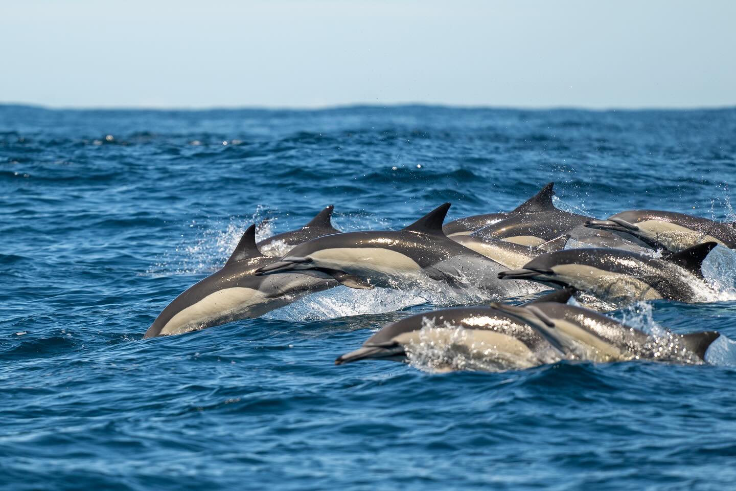 Plusieurs observations exceptionnelles cette semaine. Un sardine run avant l’heure avec des milliers de dauphins communs et de fous du Cap, des rorquals de Bryde et des otaries. Un spectacle grandiose en Afrique du Sud ! https://www.contrees-sauvages.com/sardinerunenafriquedusud