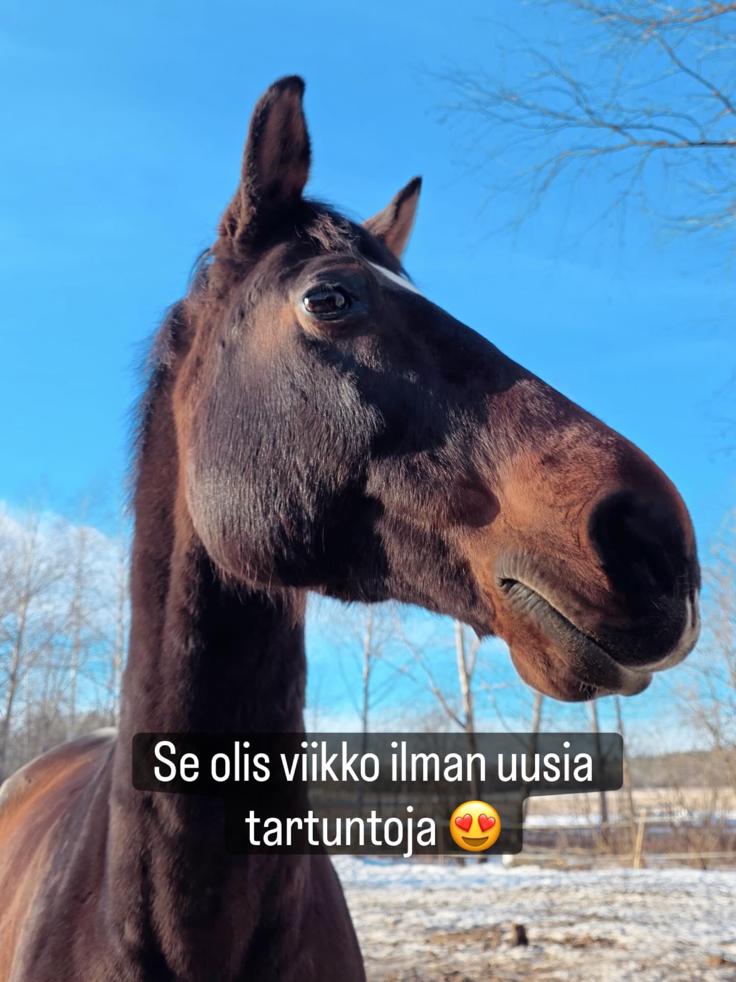 Ehkä tässä vaiheessa uskaltaa jo ihan vähän fiilistellä 🥳 Viimeisimmästä kuumeesta on nyt viikko.
Karanteeni jatkuu kuitenkin normaalisti. Me ei haluta levittää meidän tautia muille eikä missään nimessä sitä EHV-1:stä meille.
Tallilla muuten ihan normimeininki. ☺️ Taudin sairastaneet on palanneet pikkuhiljaa töihin.
Tänään on @marika.rat estetreenit ja ens viikolla hypätään hallimaastareita 😍
Risto tulee myös ensi viikolla takas kotiin entiseltä omistajaltaan, joka otti Riston luokseen toipumaan ähkyleikkauksen jälkeen. Kiitos ihana @ninswelshies ❤️🙏
Riston paluu vapauttaa hevosia. Ainakin Valtterilta vapautuu 2 päivää, kun Riston Lilli palaa Ristolle.
Ja Rainy palaa toivottavasti sairaslomalta 18.3. kontrollin jälkeen. Silloin taas vapautuu päiviä kun Rainyn ihmiset palaa takas Rainylle.
Ja hei, heti kun hokkikausi loppuu, puetaan ostohousut jalkaan ja aletaan etsiä meille ihanaa turvallista opetusmestarisuokkia. Saa vinkata. 😅
Eli nyt on siis oikein hyvä hetki soittaa meidän opettajalle Noralle ja ilmoittautua jonoon 💪
Nora Latvala
📞044 494 6770
Meille pääsee tutustumaan nyt karanteenin ollessa päälläkin kun vain noudattaa ohjeita eri varusteista eri talleilla tai pesee / desinfioi varusteet ohjeiden mukaan.
#omahevonen
#omakisahevonen
#omaharrastehevonen