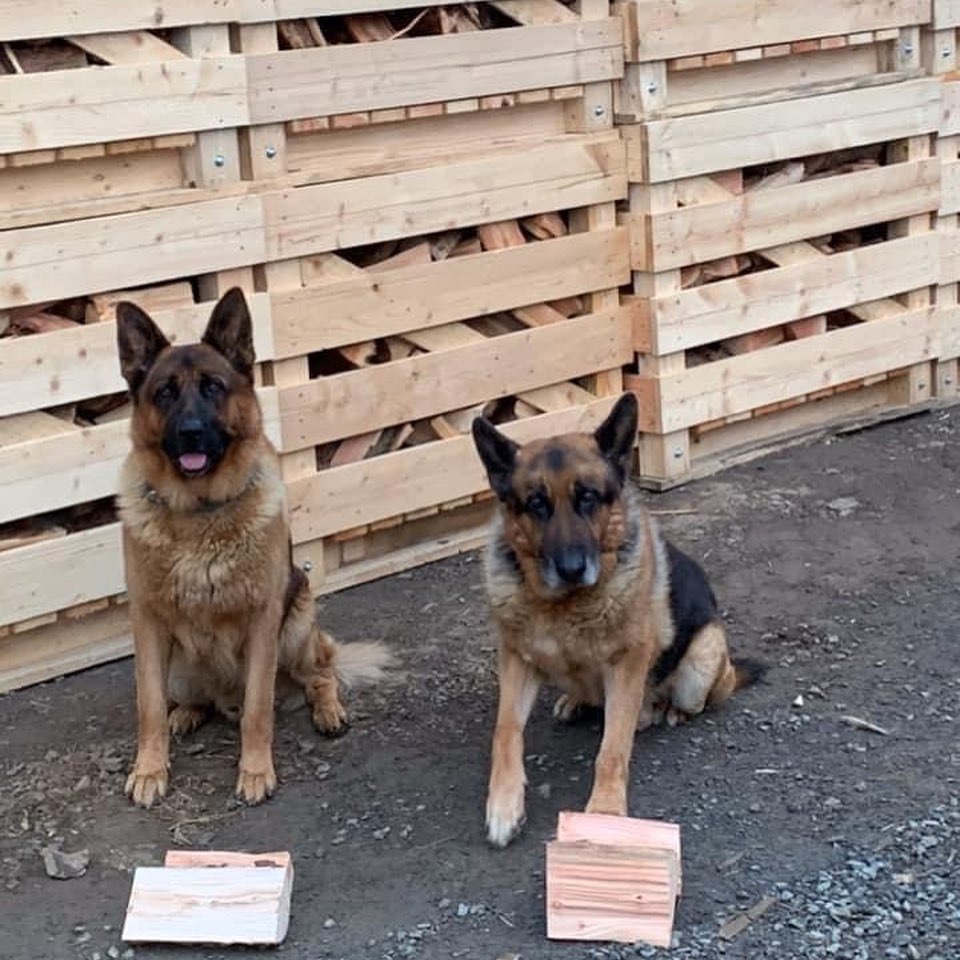 Just had a really tough paw 🐾 side moisture content examination of our Hard & Softwood Logs - the Inspectors found our content to be well below 20% and were very impressed with our initial drying process, prior to it going into the kilns for its final baking 👏👏 Think their bark was worse than their bite 🤪😇 #logs #dogs #germanshepherd #hardwood #softwood #firewood #burn
