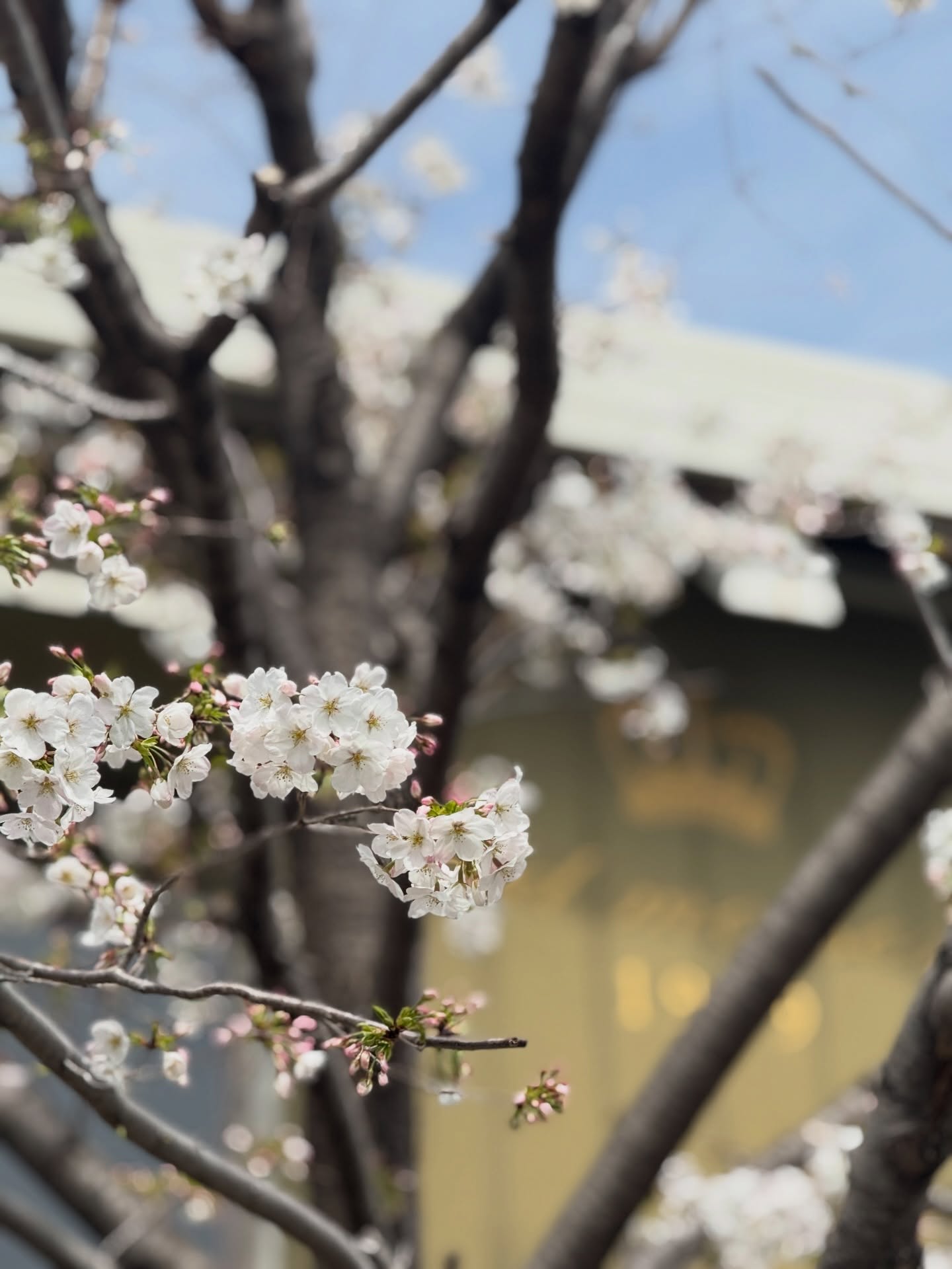 桜・花見(喫茶・ラビリンス)
今年は、桜の開花が少し早そうだ。
さがみ野の桜並木も、少し咲き始めている。
この様子だと、見頃は3月の第3〜4週
くらいかな?
そんな話を、お客さんとしていた。
そこで、ラビリンスでは
3月だけ週末営業もすることにします!
ご協力いただいている、洋菓子の鬼才
harukoさん と相談して、桜メニューを
ご用意する予定。もしかしたら、洋菓子とは
別に、軽食も用意してもらえるかも?
内容が決まったら、またご案内します。
昨日は月曜日。
数名のお客様が来てくれたらいい方かな、
と思っていたのに、近所の方や東京から
来てくれたり。お店って本来はこういう
コアなお客さんに支えられているんだな
って改めて感じた。
僕は木工の作業があって、出たり入ったり。
本当は、ストアーの方にいたいけど
今は、木工スタッフもいないので、自分で
やっているけど、時折、当時いてくれた
スタッフがいたらな〜って一人呟いてる。
喫茶店は、僕と千葉さんの暇つぶしの
つもりだったけど、こんなにお客さんが
来てくれるとは思ってなかった。
やっぱり、お客さんと話すのは楽しい。
閉店後にみんなで雑談。
冗談を言い合い、茶化したり....
今回は、イケメンのバリスタさん(独身!)
がいる。昨日は、「バリスタさんの淹れる
珈琲は料金を上げよう!」「一緒に写真を
撮りたい人は、別途500円で撮影OK!」
とか言って大笑い。(もちろん冗談です。)
そんな時間が、楽しかった。
それにしても、ストアーの 何もない空間は
意外といい。
new old maisonだね!
今は、いろんな人がここで少し楽しめて、
くつろげる場所でさえあれば、それで十分。
みんな、ありがとう!
喫茶「ラビリンス」
営業日・時間変更のお知らせ❕
※元ストアースタッフ江藤さん・奥原さん
HELPで参加(10:00〜12:30頃?)して
くれます。
3/17(火)10:00〜15:00
3/21(土)10:00〜16:30 桜メニュー/江藤さん
3/22(日)10:00〜16:30 桜メニュー/奥原さん
3/23(月)10:00〜15:00 桜メニュー
3/28(土)10:00〜16:30 桜メニュー/江藤さん
3/29(日)10:00〜16:30 桜メニュー/江藤さん
3/31(火)10:00〜15:00 桜メニュー
old maison | 2026.3.10