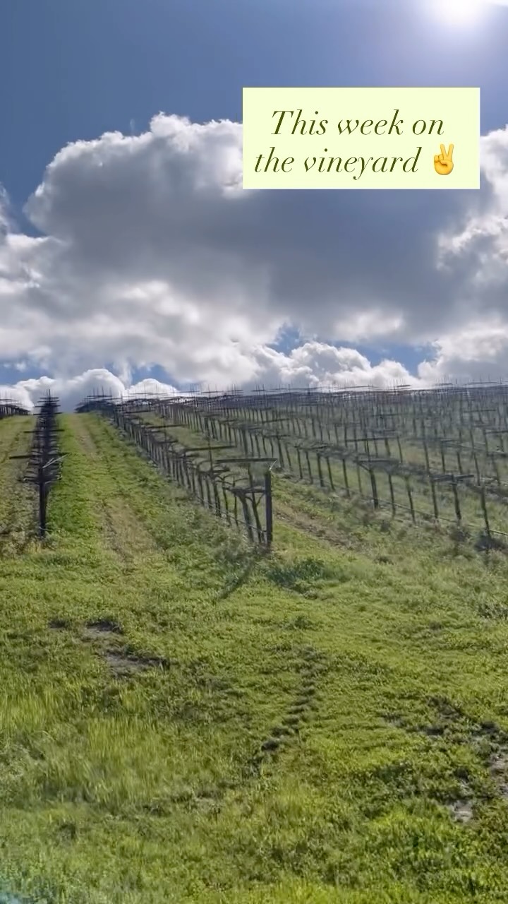 March on the vineyard🍷🐄🤠🍇☀️ #vineyardlife #pasorobles #pruningseason #winecountry #pasorobleswine