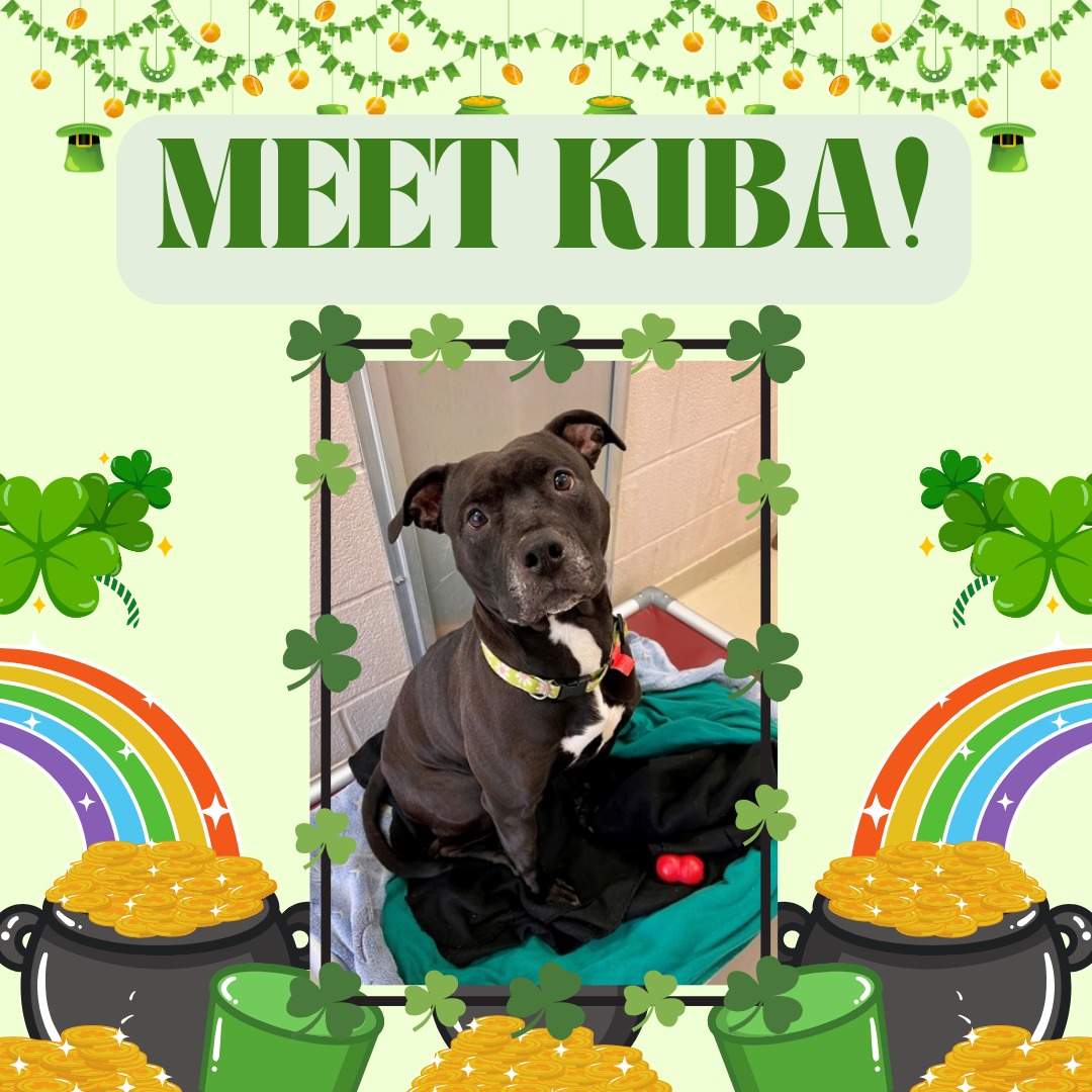 Happy Meet Your New Best Friend Monday! Meet Kiba from @fredcoanimalshelter! She is five years old, very friendly, loves walks, and will do best in a home without small children!
https://frederickcountymd.gov/114/Adopt
#kiba #monday #meetyournewbestfriend #petsarefamily #doglovers #pittiesrule #lovepitbulls #pittielove #bestfriendsforever #adoptable #frederickmddogs #frederickdogs