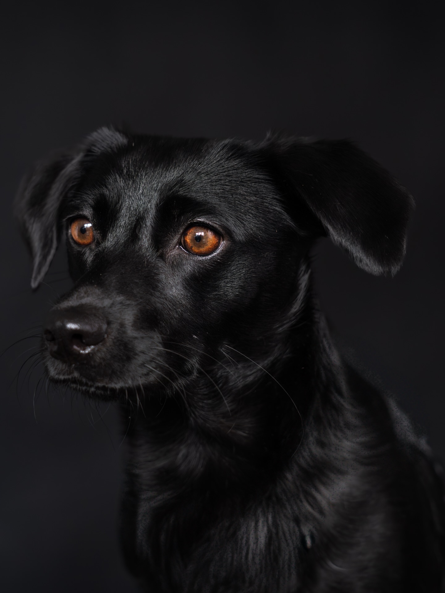 Manchmal braucht es gar keine Bewegung, kein großes Spektakel.
Ein Blick reicht.
Diese Augen erzählen mehr, als Worte es könnten