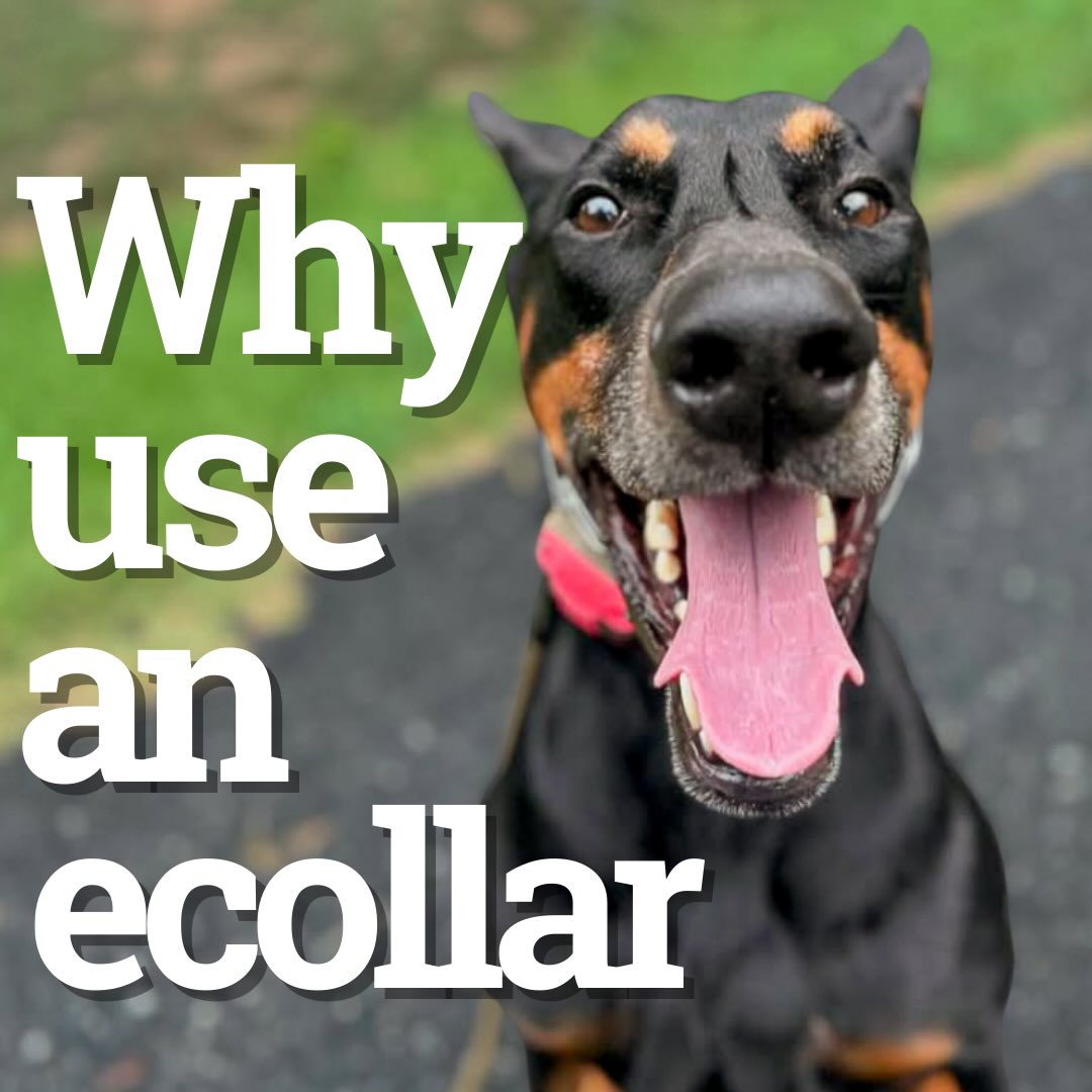 Wonder why we use an ecollar? Here are some insights!
Are you interested in ecollar training?
✉️Contact us today!
📞907-621-1522
🌐Contact@ruffpatriots.com
#dogtraining #dogtrainingtips #dogtrainer #ecollartraining