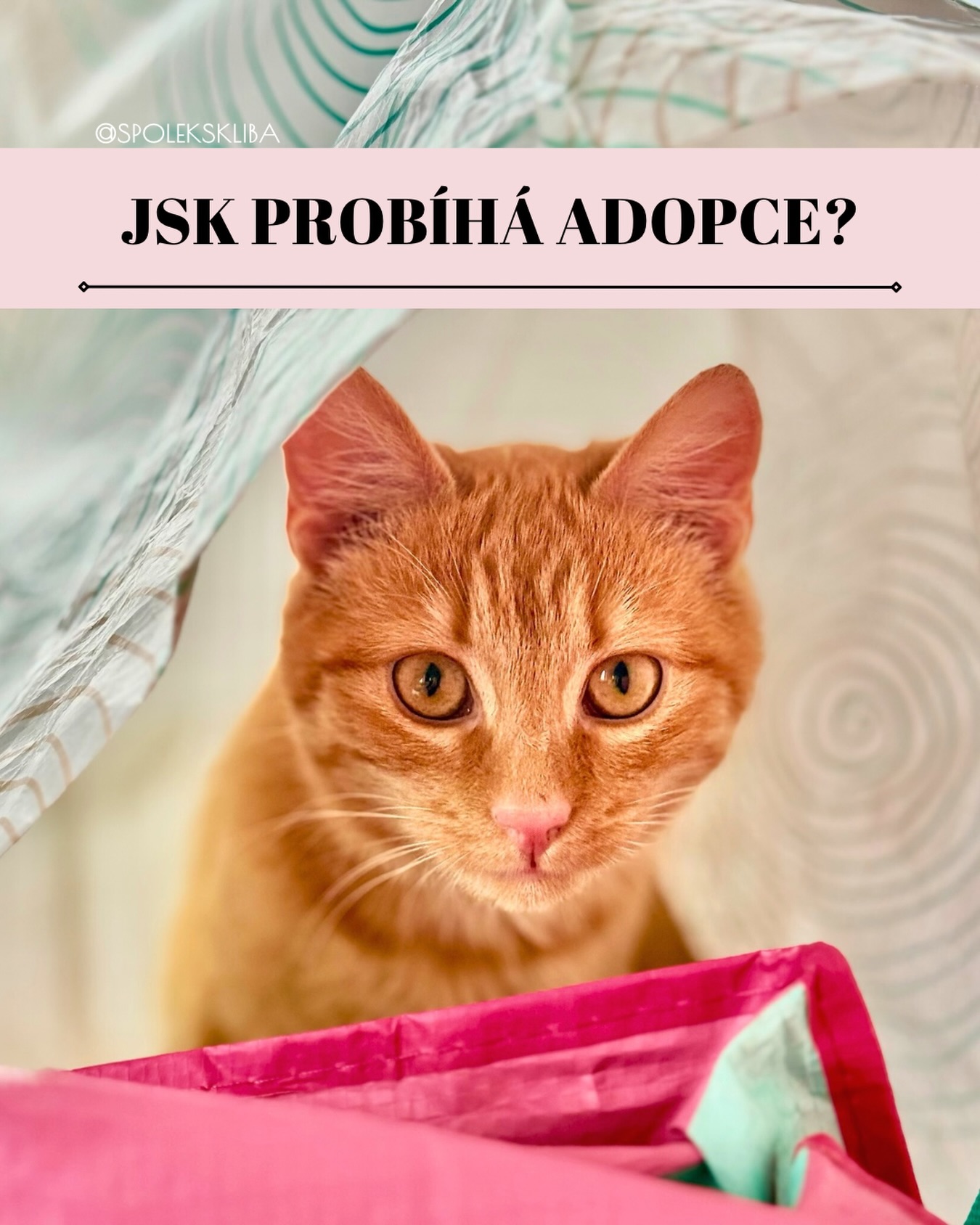 Už se vám to stalo? Projíždíte naše fotky, zamilujete se do jednoho kukuče, vyplníte dotazník a pak... pak čekáte, až zazvoní telefon. Možná se vám trochu potí dlaně, jestli projdete. 🙀 Ale klid! Naše adopční povídání je vlastně taková káva s kamarádkou, akorát bez té kávy a přes sluchátko (protože ruku na srdce, s kávou v jedné ruce a telefonem v druhé bychom ty naše chlupáče neuhlídali). 😅☕
Jak to u nás probíhá?
Jakmile nás kočičky na chvíli propustí ze svých služeb a dají nám pauzu na telefonát, vytáčíme vaše číslo. Nebojte, nebudeme se ptát na integrály ani na historii Šklíby. Jen budeme trochu „vyzvídat“, kam vlastně ten náš poklad posíláme. ✨🏠
Bude nás zajímat:
📞Kdo už u vás doma vládne (povaha vašich nynějších koček je klíčová!). 👑🐾
📞Co dobrého sypete do mističek (pšenice u nás neprochází, to už víte!). 🥩
📞Jestli máte své současné parťáky veterinárně ošetřené, aby se u vás nový člen cítil jako v bavlnce. 🩺🩹
Někdy vám to tak trochu „rozmluvíme“... 🤔🔄 A není to proto, že bychom vám kočičku nechtěli dát! Jsme prostě takoví kočičí dohazovači. 💞 Když si vyberete bázlivého samotáře, který miluje svůj klid, a doma máte tři akční děti a psa, jemně vám naznačíme, že to úplně neklapne. Místo toho vám z rukávu vytáhneme jiného experta – třeba rozpustilého raráška, který bude z pozornosti dětí naprosto nadšený a nehne se od nich ani na krok. ✨🧒
Prostě a jednoduše: nemějte z nás obavy! 💖 Slibujeme, že nekoušeme (to dělají občas jen naši svěřenci). Snažíme se být milí, vstřícní a poradíme se vším, co vás pálí. 🤔 Pro vás je to navíc skvělá šance zjistit o povaze vyhlédnuté kočičky úplně všechno. 😻
Tak co, už máte vyplněný dotazník?😸
Terka ze Šklíby 🐾