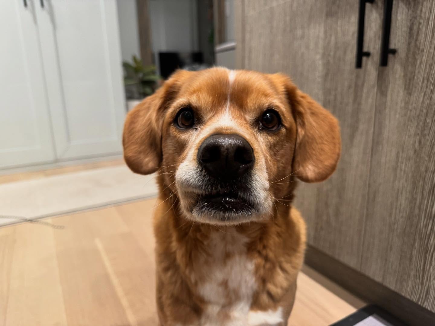 Dexter wanting a treat! 🦴