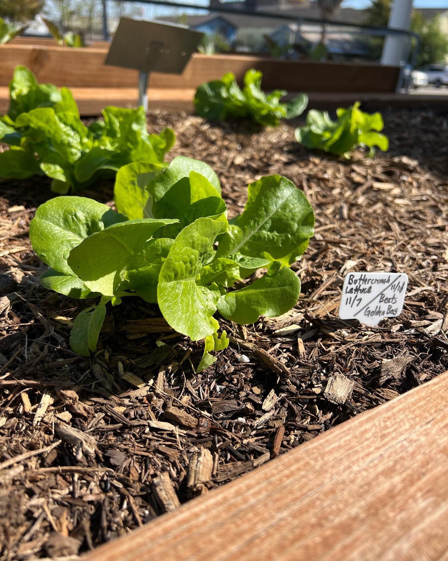 🌱Fresh beginnings in our garden! It’ll be exciting to see the newly planted lettuce, radishes, and collard greens grow and flourish. Stay tuned for some fun and fresh recipes!