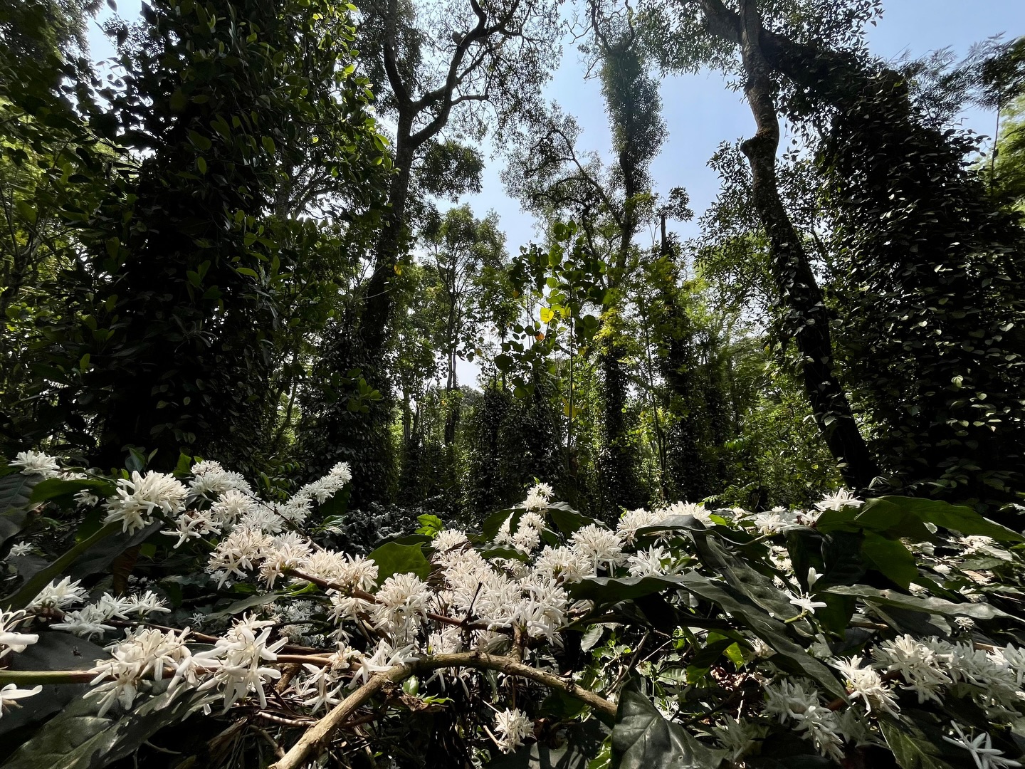 Coffee Blossom in Kogilahalla Estate !
Sweet jasmine scent, a sea of white flowers glistening like snowflakes …
There's no contentment quite like strolling through this whimsical garden, a treasure we farmers hold dear !
@aappachu 📸