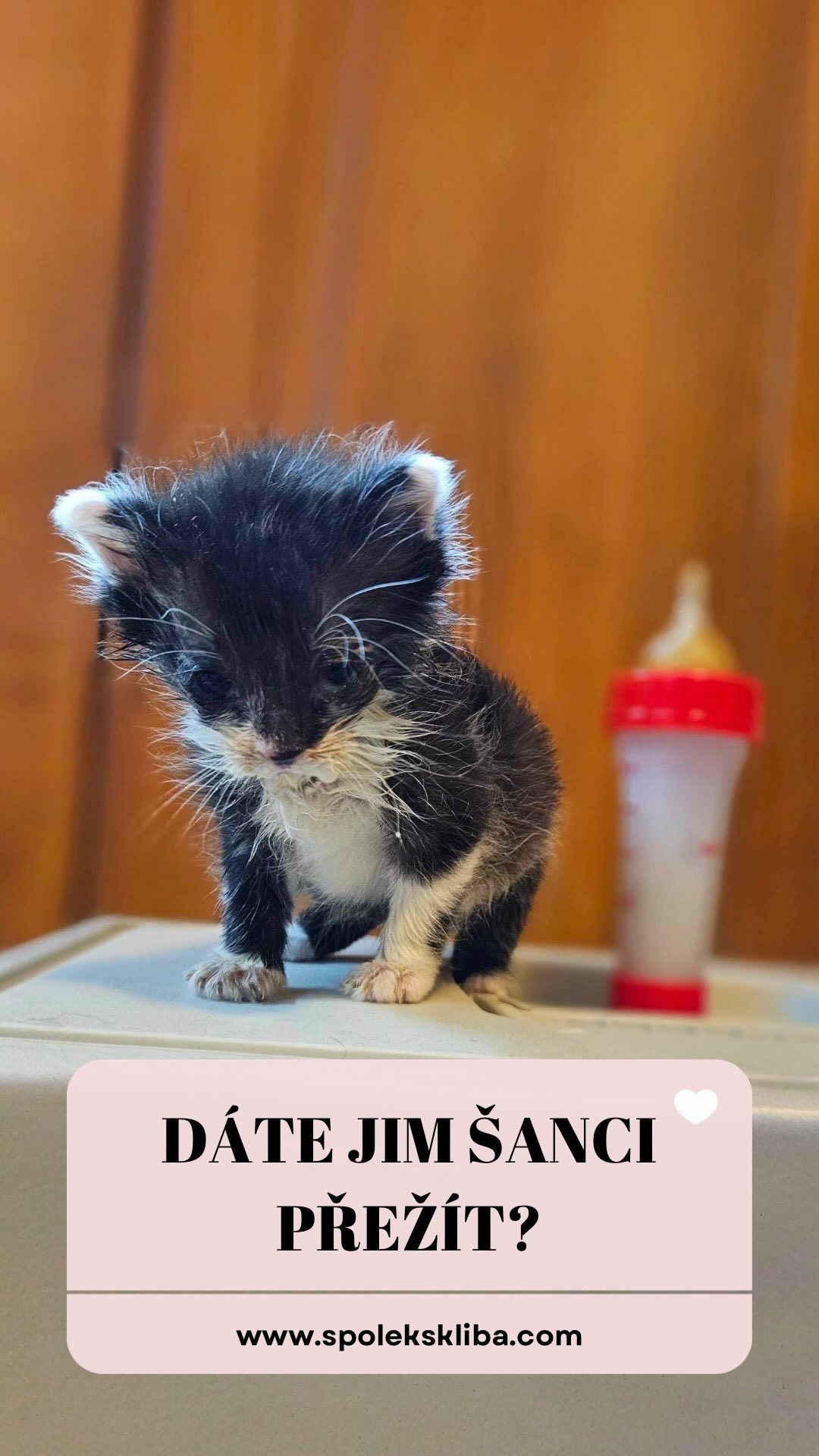 HOŘÍ NÁM PŮDA POD NOHAMA A MY UŽ NEMÁME ČÍM HASIT. 🆘🔥
Zapomeňte na jarní idylku. Pro nás neexistuje žádné „mezidobí“. Zima nás totálně vyždímala, dluhy na veterinách narostly do obřích rozměrů a my jsme se ani nestihli nadechnout. 😔 Stojíme v bodě nula. Vlastně hluboko pod ní. Jsme unavení, bez peněz a s hrůzou sledujeme, jak se na nás už teď začíná valit kalamita koťat, kterou nemáme absolutně z čeho financovat. 📉💸
🆘 Účet pro přežití Šklíby: 1000900070/5500
Telefony už teď drnčí v kuse. Lidé nacházejí vyhozené, podchlazené a zubožené duše a automaticky čekají, že se postaráme. „Vždyť jste útulek, tak konejte.“ Jenže z čeho máme konat? Z lásky faktury za hospitalizace nezaplatíme a z dobrého slova nekoupíme ani kilo granulí. 🫣 Každý den je to boj o přežití teď už i samotné Šklíby. Jsme v situaci, kdy se musíme ptát, jestli vůbec budeme moci příští týden otevřít dveře kliniky. 🏥❌
Dostáváme stovky lajků a milá slova, která nás sice hřejí, ale v bance nám nepomůžou. Skutečná pomoc přichází jen od hrstky z vás, a ta v tomhle šíleném náporu utrpení prostě nestačí. Už dávno ne. 💔 Jsme v koncích a bez okamžité finanční injekce budeme muset na všechny ty naléhavé prosby o pomoc začít odpovídat jen tichem. A to ticho bude znamenat smrt pro ty, kteří nikoho jiného nemají. 🔇🥀
ZOUFALE VÁS PROSÍME, NENECHTE NÁS TEĎ PADNOUT. 🙏🏻❤️
Potřebujeme vás hned teď. Ne zítra, ne „až bude sezóna“. My už teď bojujeme s ohněm, který nás pohlcuje. Každá vaše koruna, každé sdílení je pro nás kyslíkem, bez kterého se udusíme. 😶 Buďte tou silou, která Šklíbu udrží při životě, než nás tahle vlna definitivně smete.
🆘 Účet pro přežití Šklíby: 1000900070/5500
Děkujeme, že tuhle nespravedlnost nenecháte vyhrát. 🐾💜